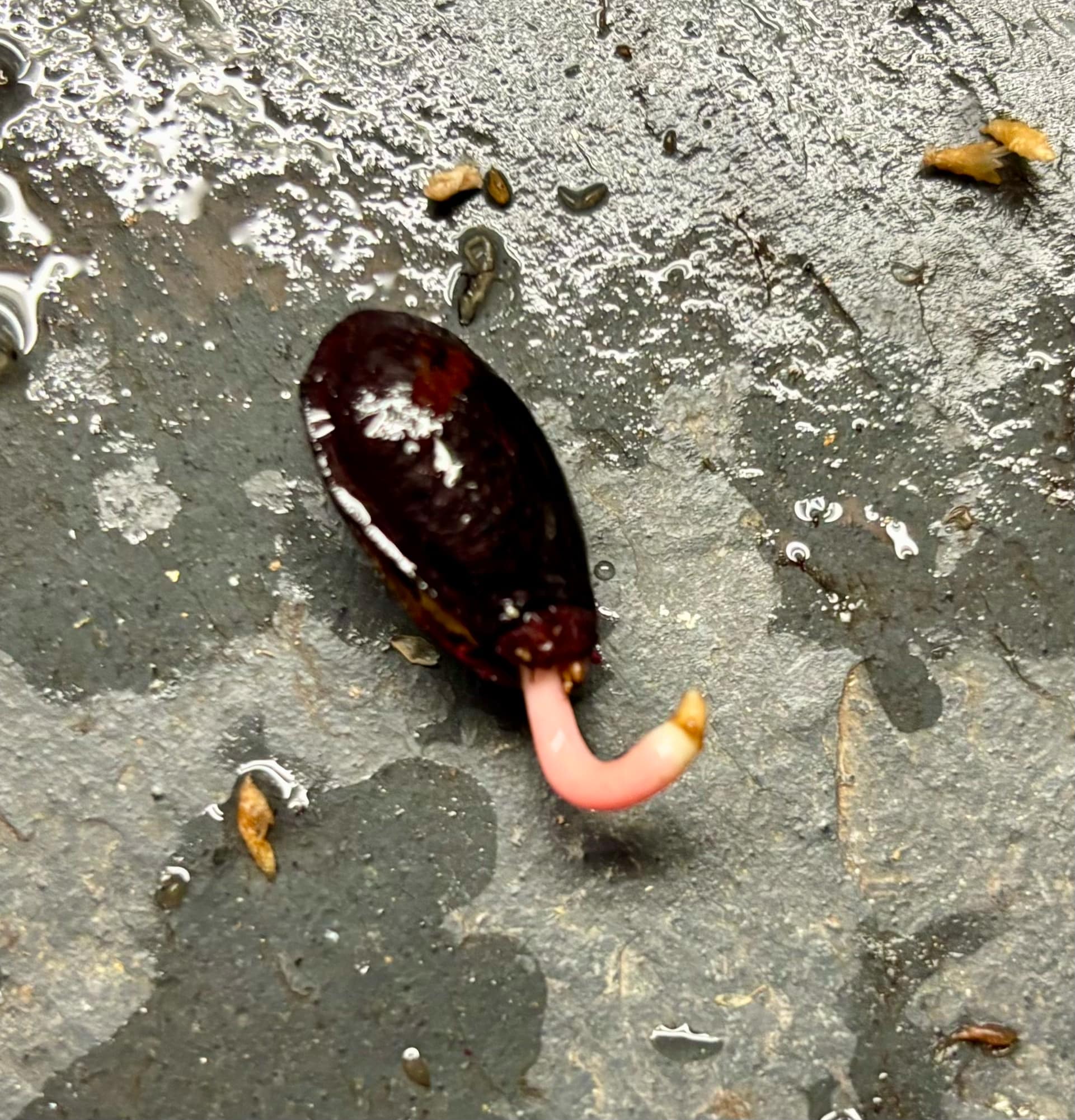 Annona salzmannii - 1 germinated seed / 1 gekeimter Samen