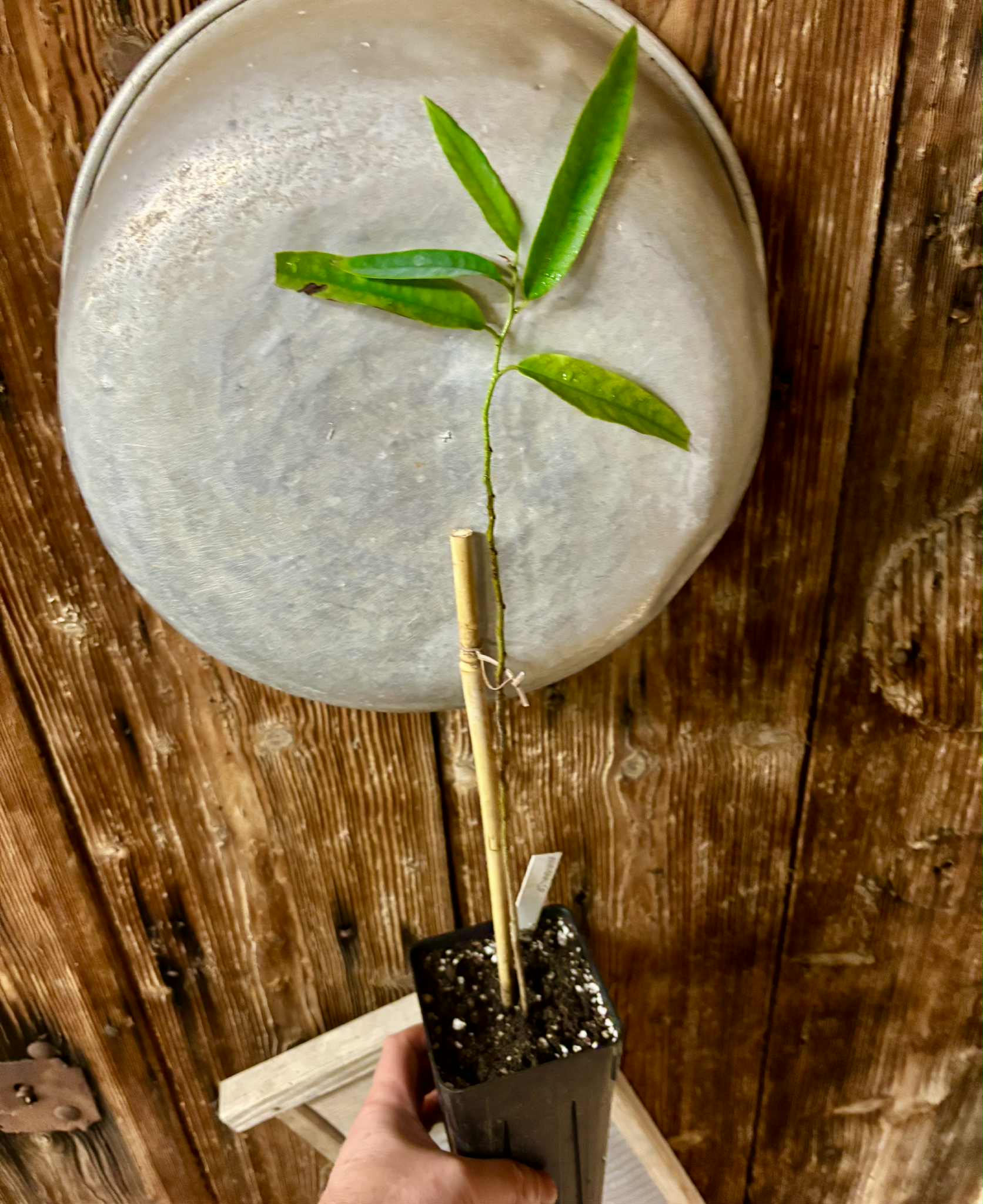 Guanabanilla (Annona papillionella) - 1 potted plant / 1 getopfte Pflanze