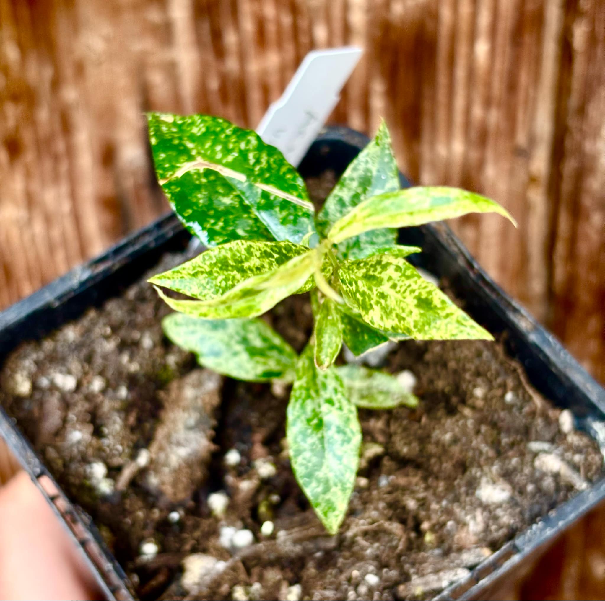variegated Acerola (Malpighia glabra) rooted cutting - 1 potted rooted cutting / 1 getopfter, bewurzelter Steckling