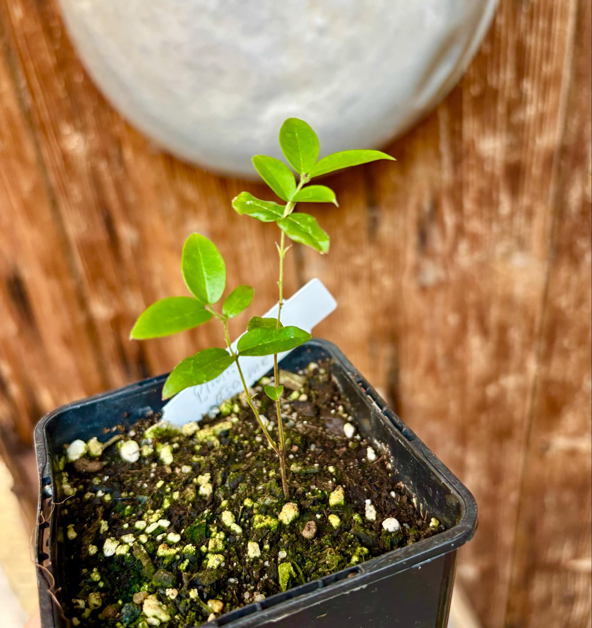 Jaboticaba - Plinia sp Esarme -  1 small potted seedling / 1 kleiner, getopfter Sämling
