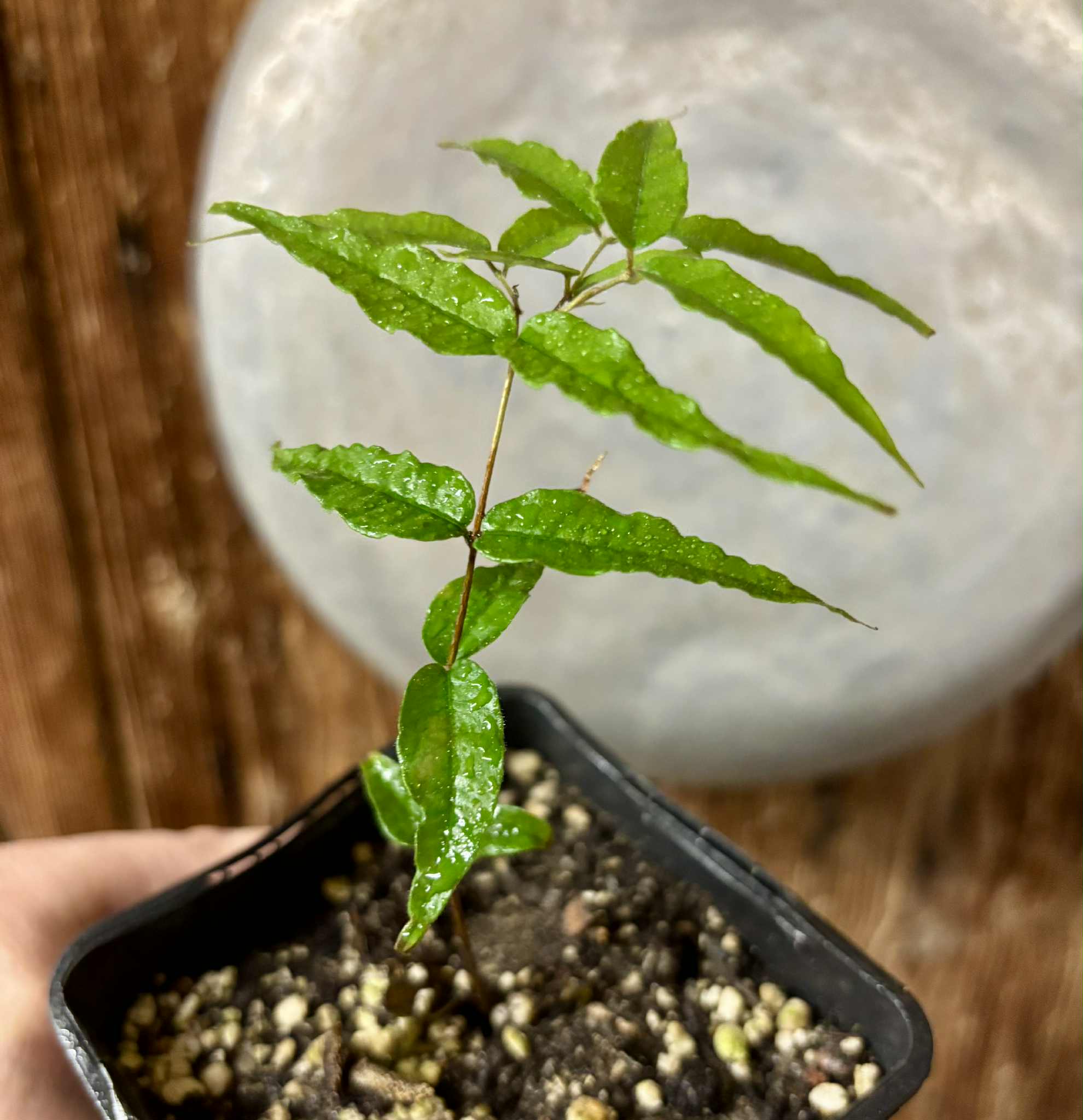 Jaboticaba - Plinia sp Rajada Cabo longo verde -  1 potted seedling / 1 getopfter Sämling