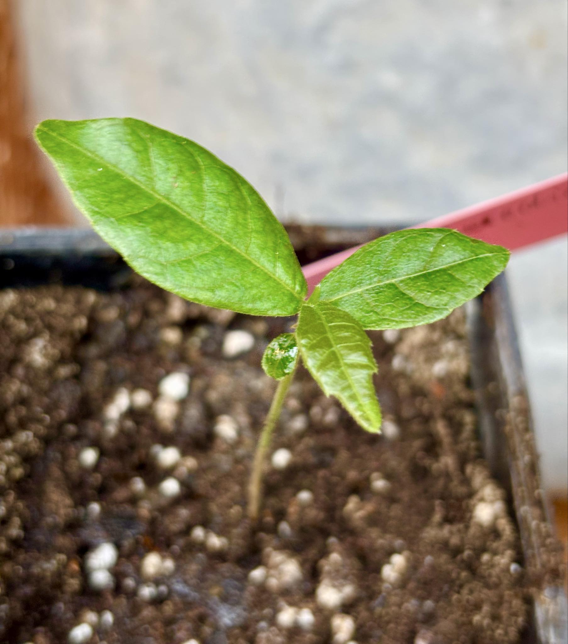 Pseudolmedia laevis - 1 potted seedling / 1 getopfter Sämling