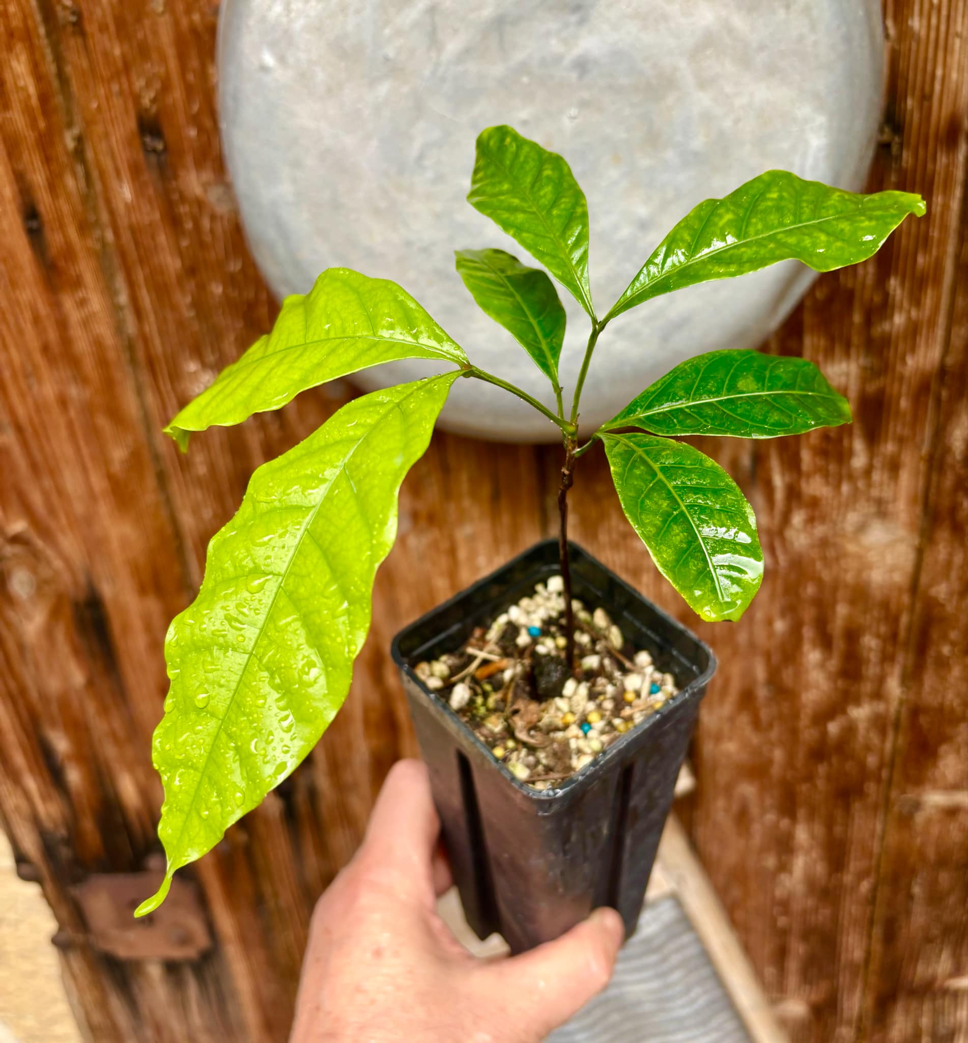 Mamoncillo (Melicoccus bijugatus) - 1 potted plant / 1 getopfte Pflanze Mamoncillo (Melicoccus bijugatus) - 1 potted plant / 1 getopfte Pflanze
