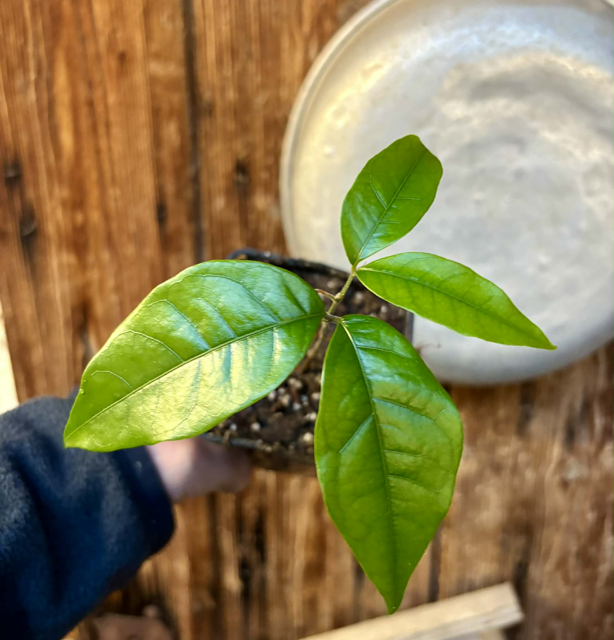 Melicoccus sp Bahia - 1 potted seedling / 1 getopfter Sämling