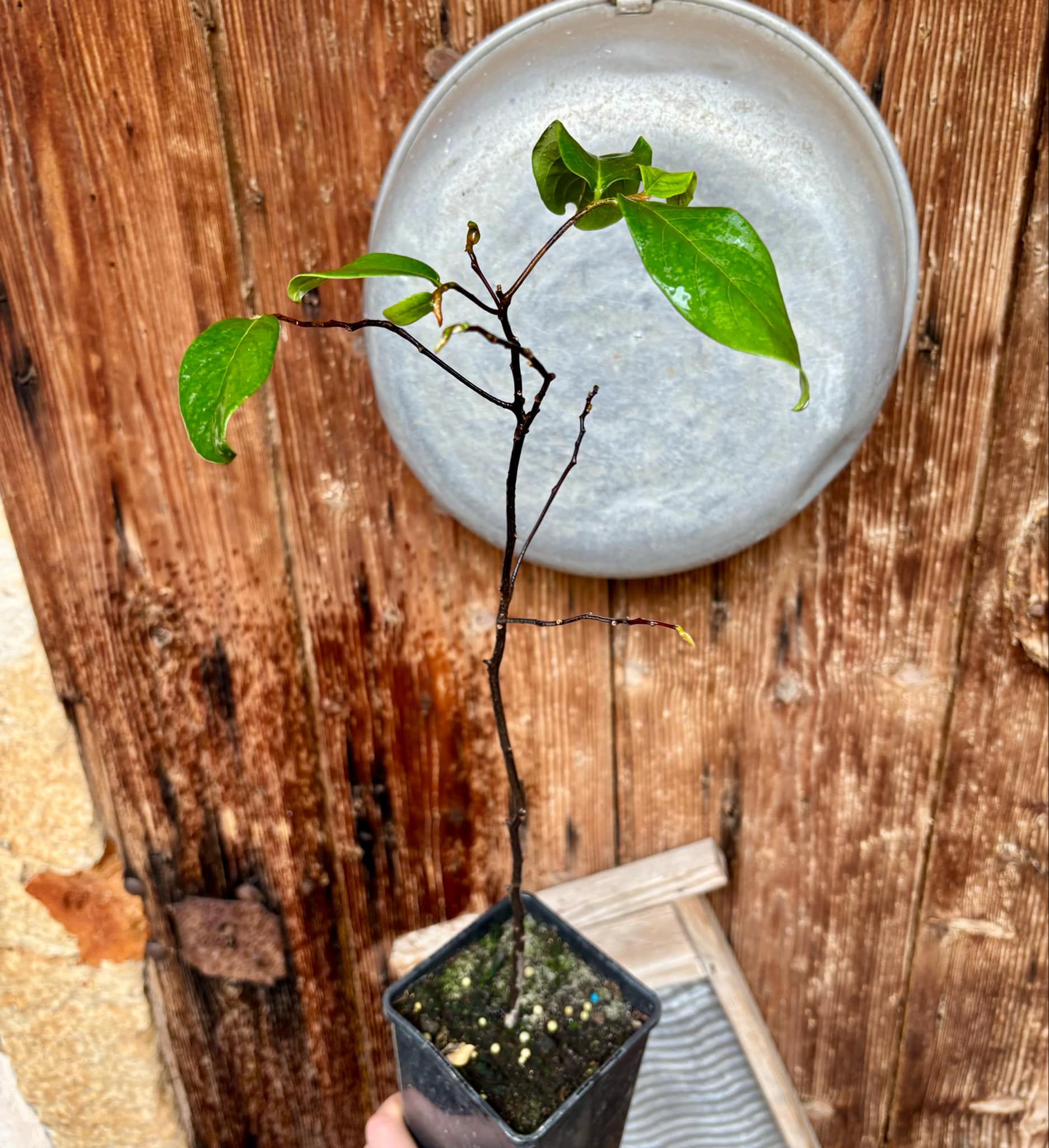 Gold Apple (Diospyros decandra) - 1 potted plant / 1 getopfte Pflanze