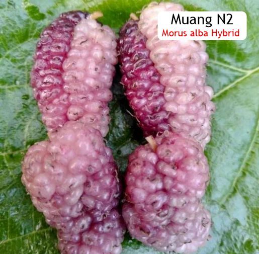 Pre Order - Muang N2 (Morus alba Hybrid 'Muang N2') - 1 grafted, potted plant / 1 veredelte, getopfte Pflanze