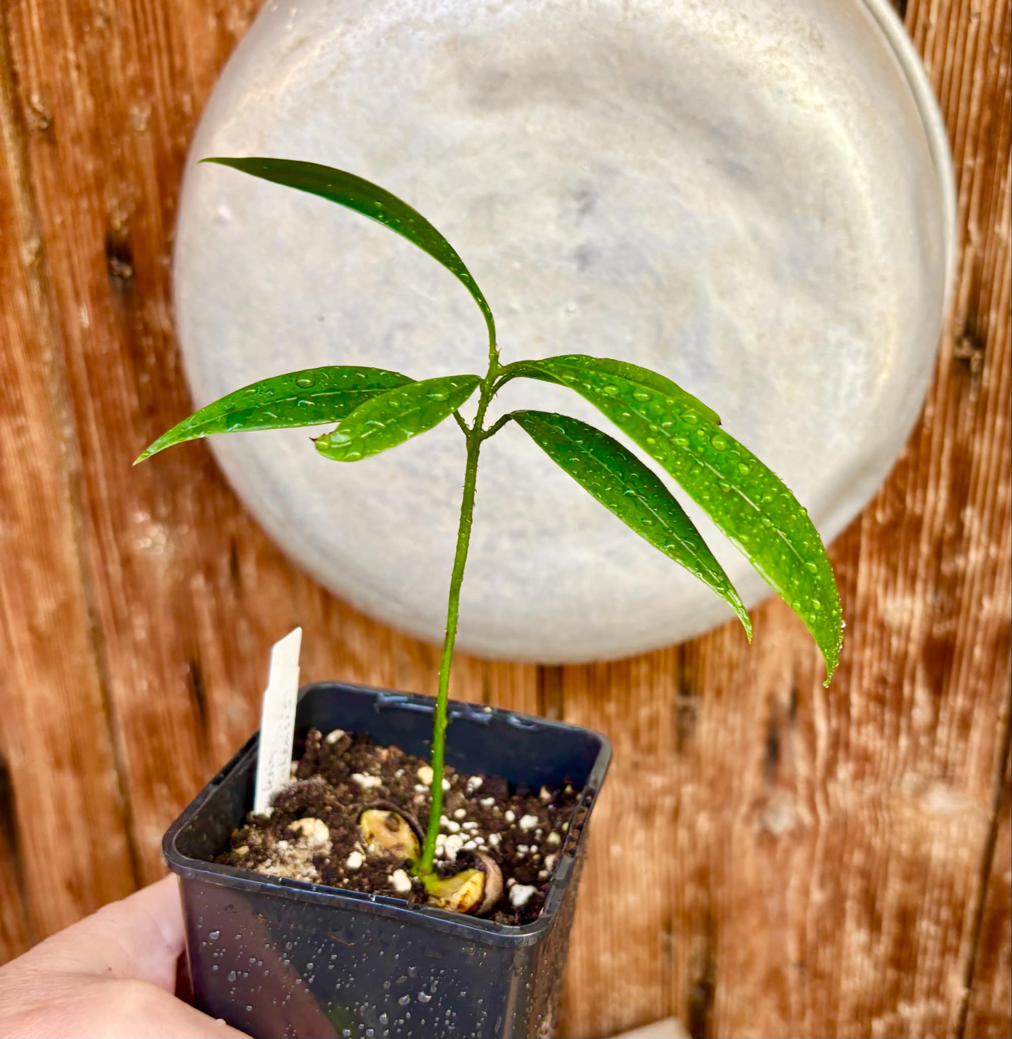 Pouteria macahensis - 1 small potted seedling / 1 kleiner, getopfter Sämling Pouteria macahensis - 1 small potted seedling / 1 kleiner, getopfter Sämling