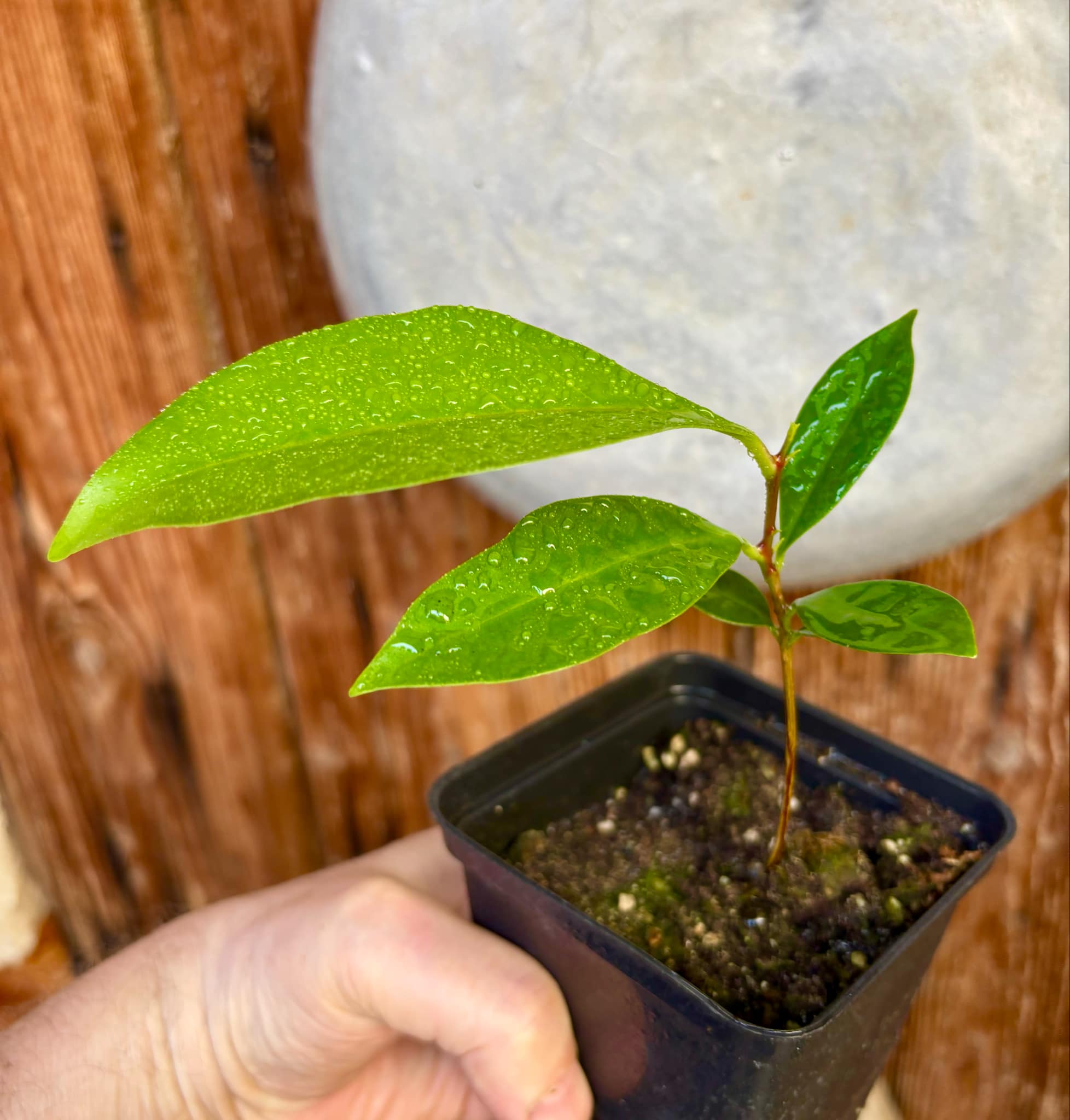 Syzygium sp Khao Luang - 1 potted plant / 1 getopfte Pflanze Syzygium sp Khao Luang - 1 potted plant / 1 getopfte Pflanze