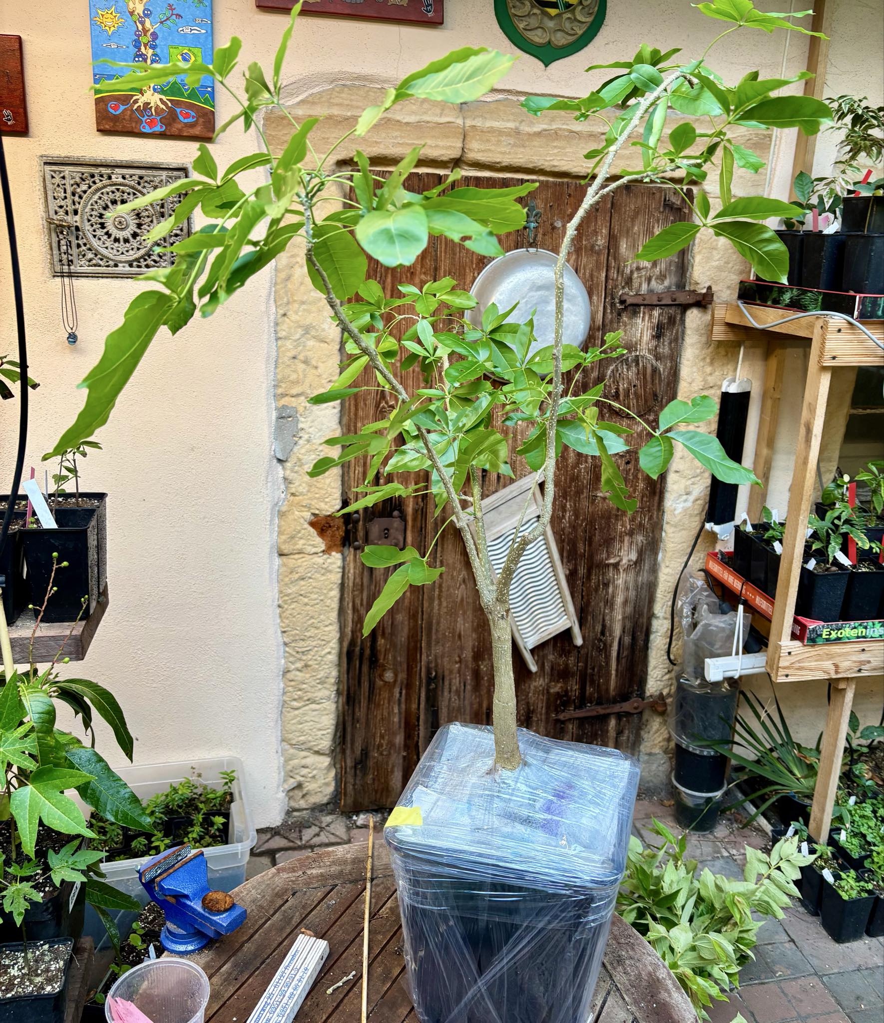 7 years old - White Sapote (Casimiroa edulis) - 1 potted plant / 1 getopfte Pflanze