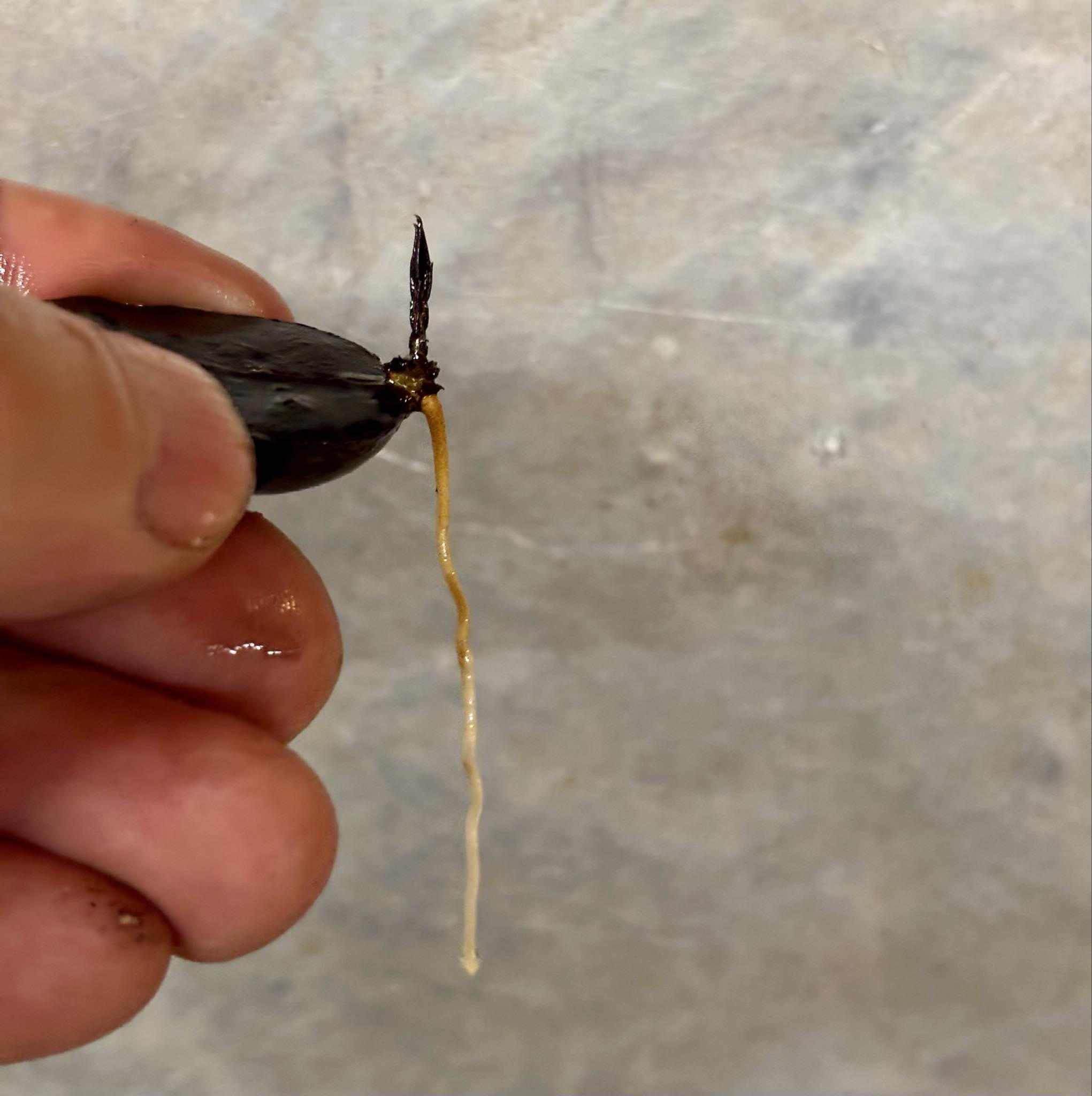 Plinia costaricensis -  1 potted seedling / 1 getopfter Sämling