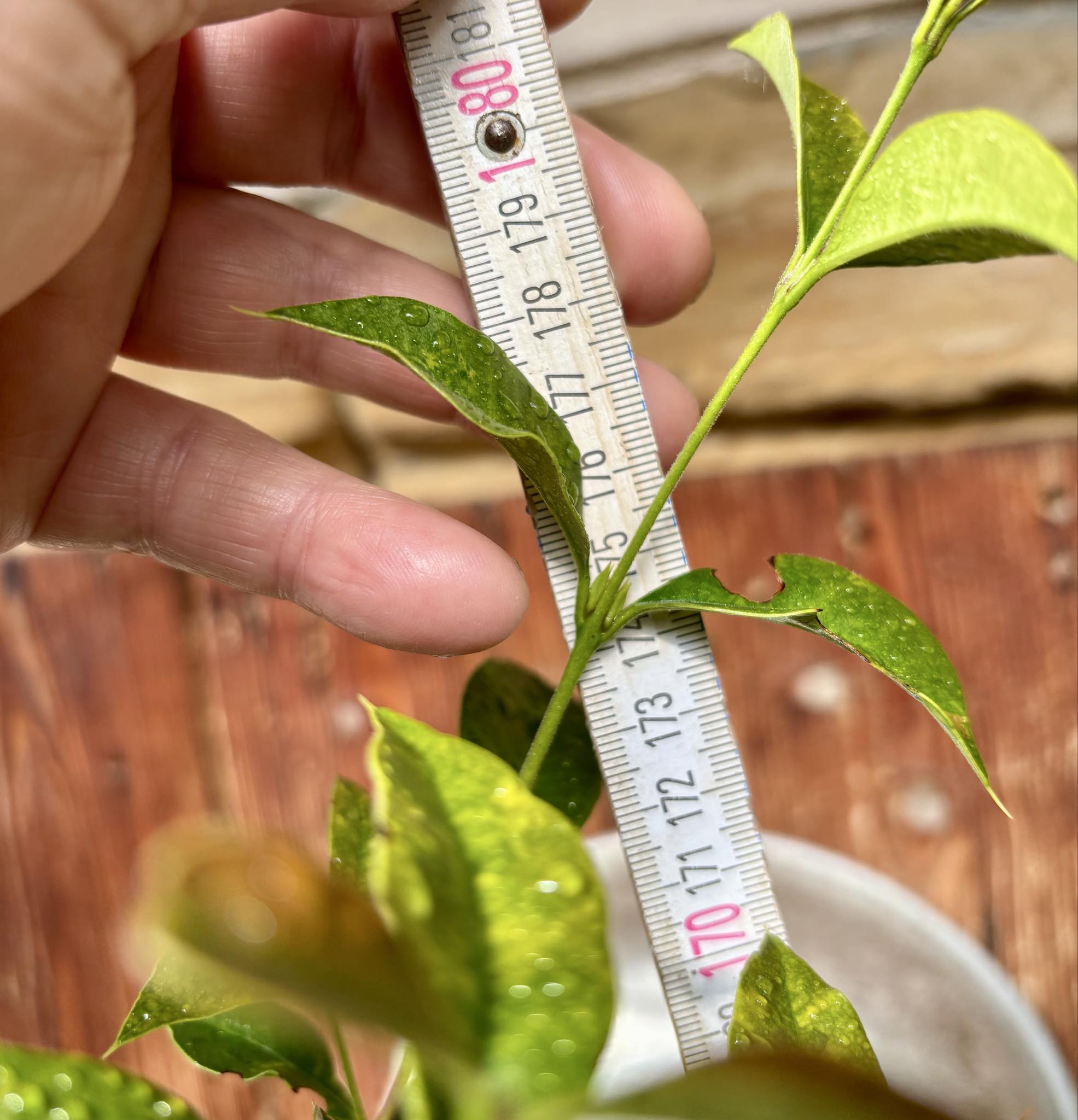 9 years old - Guabiju (Myrcianthes pungens) - 1 potted plant / 1 getopfte Pflanze