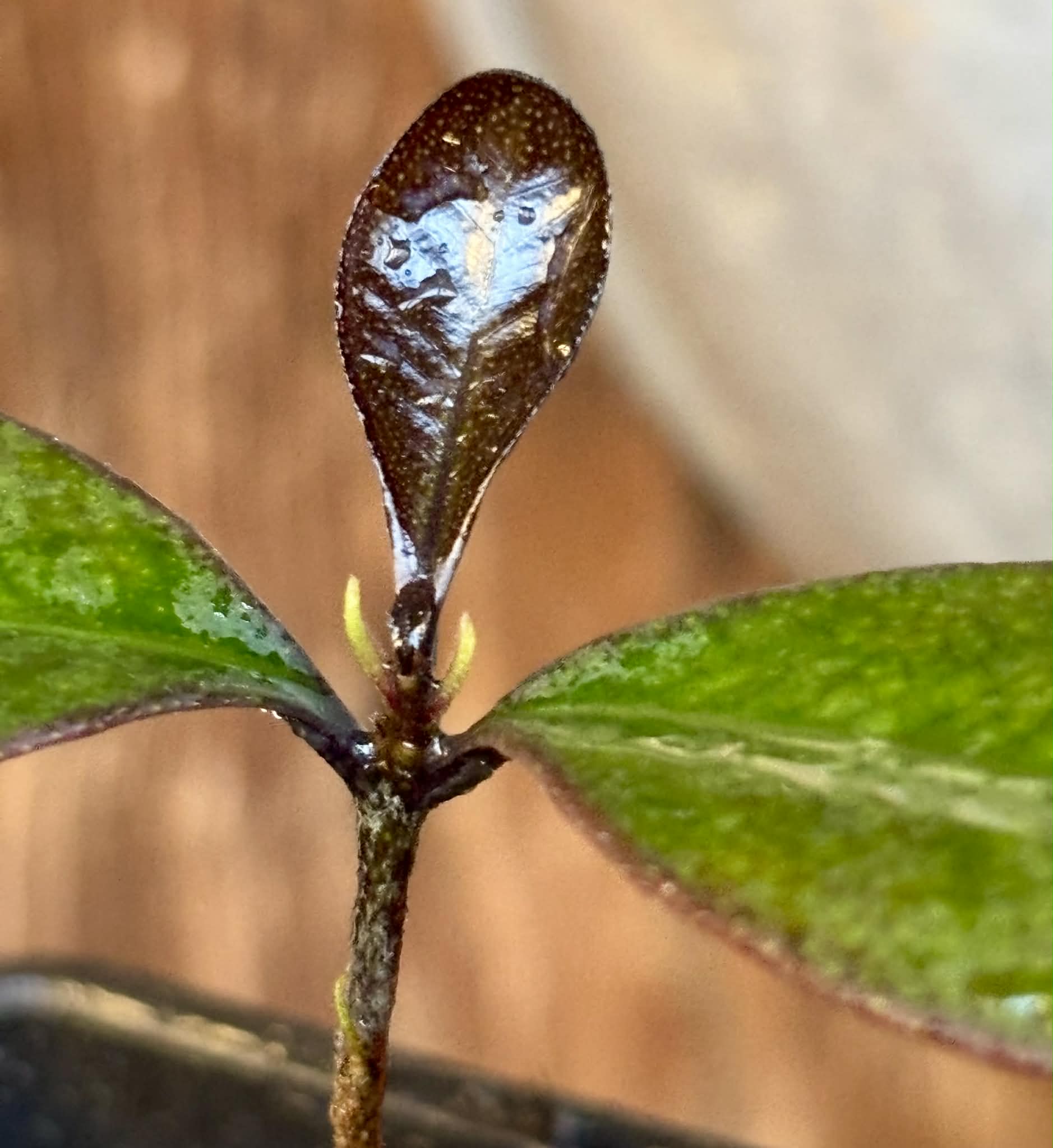 Eugenia sp Pindoca - 1 potted seedling / 1 getopfter Sämling