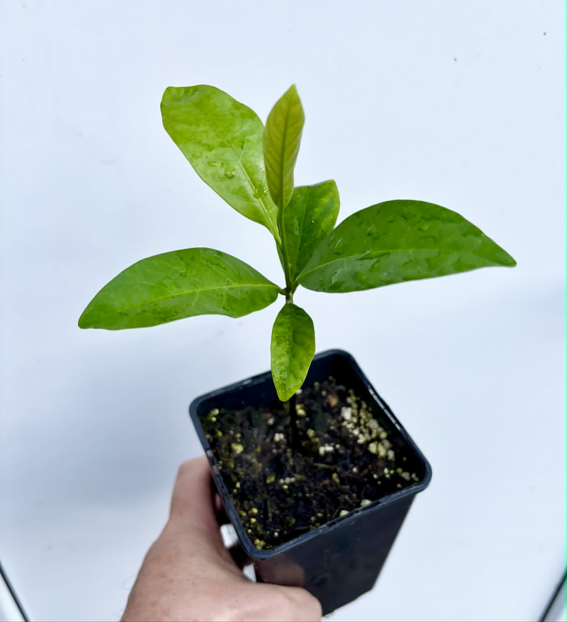 Black Sapote var. Bernecker (Diospyros nigra) - 1 potted seedling / 1 getopfter Sämling