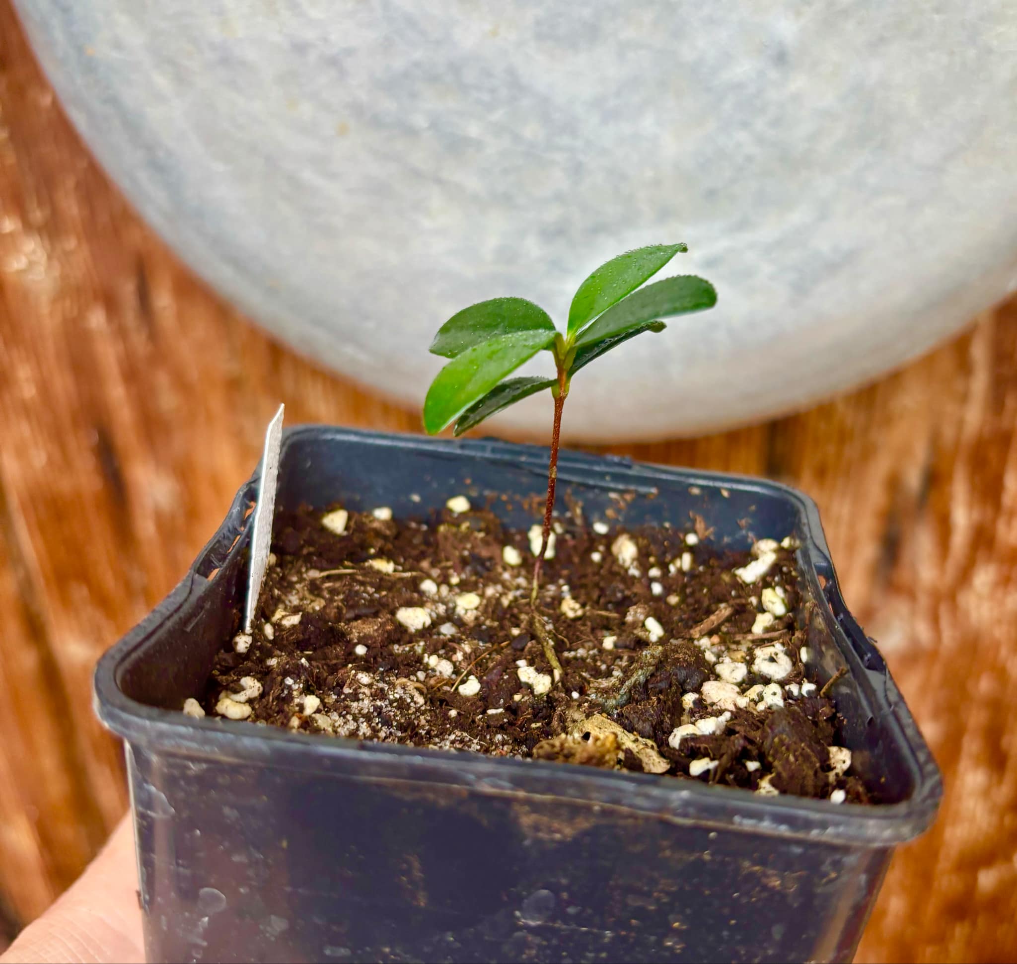 the Eugenia from Australia - Eugenia reinwardtiana - Cedarbay Cherry -  1 small potted seedling / 1 kleiner, getopfter Sämling