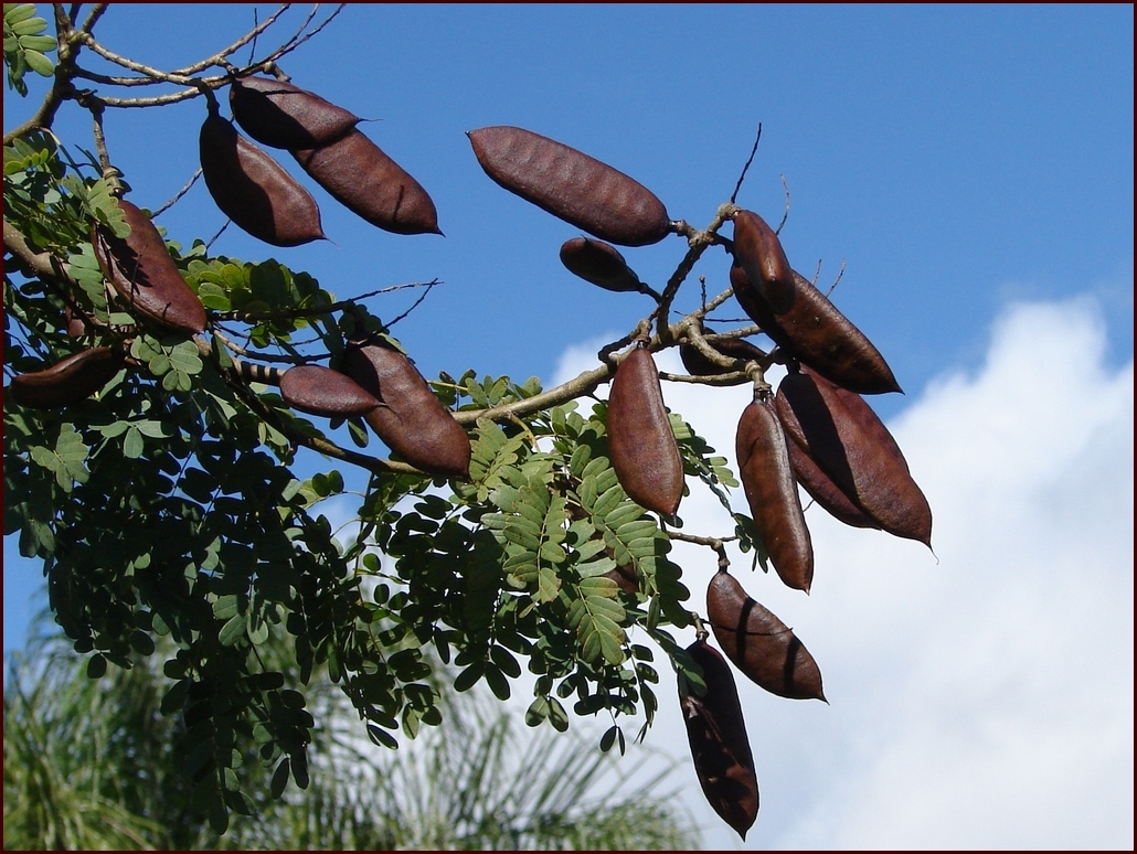 Libidibia ferrea / Brazilian Pau Ferro (Ironwood) -  1 potted plant / 1 getopfte Pflanze