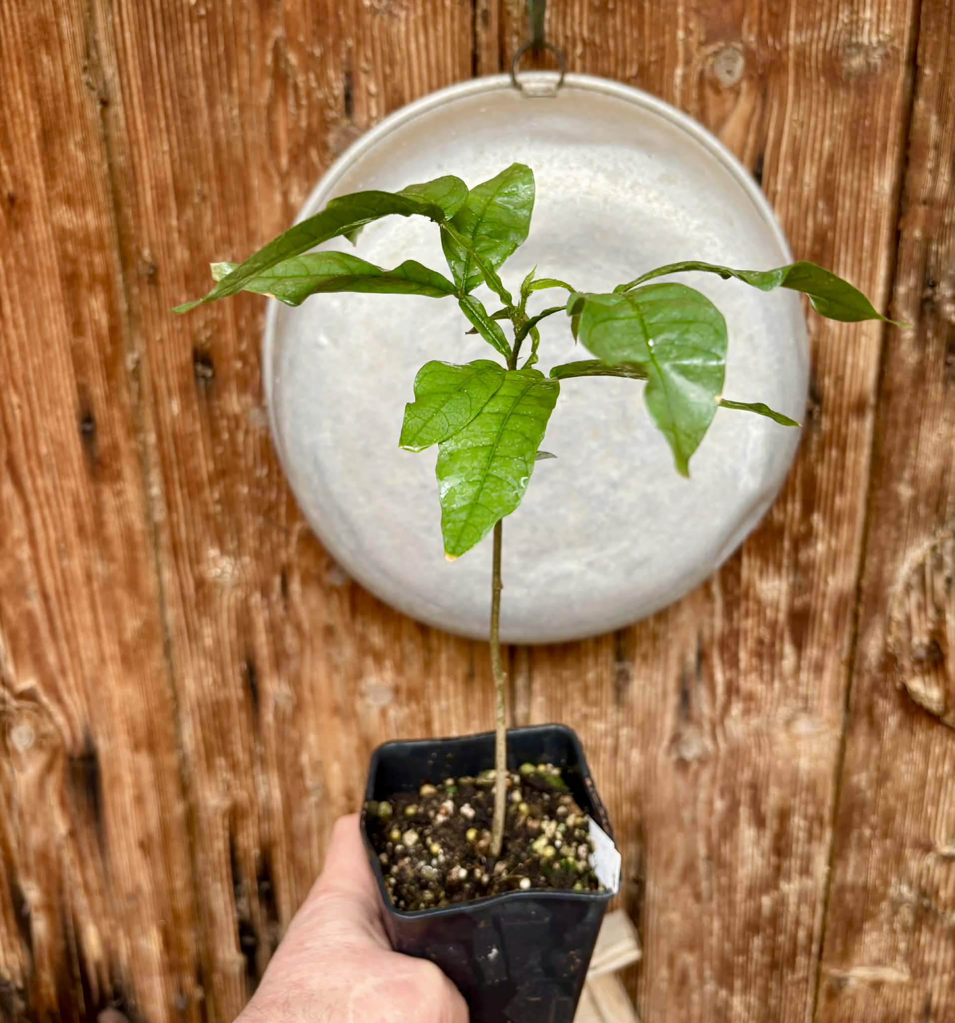 Inga spectabilis - Machete Ice cream bean - 1 potted plant / 1 getopfte Pflanze