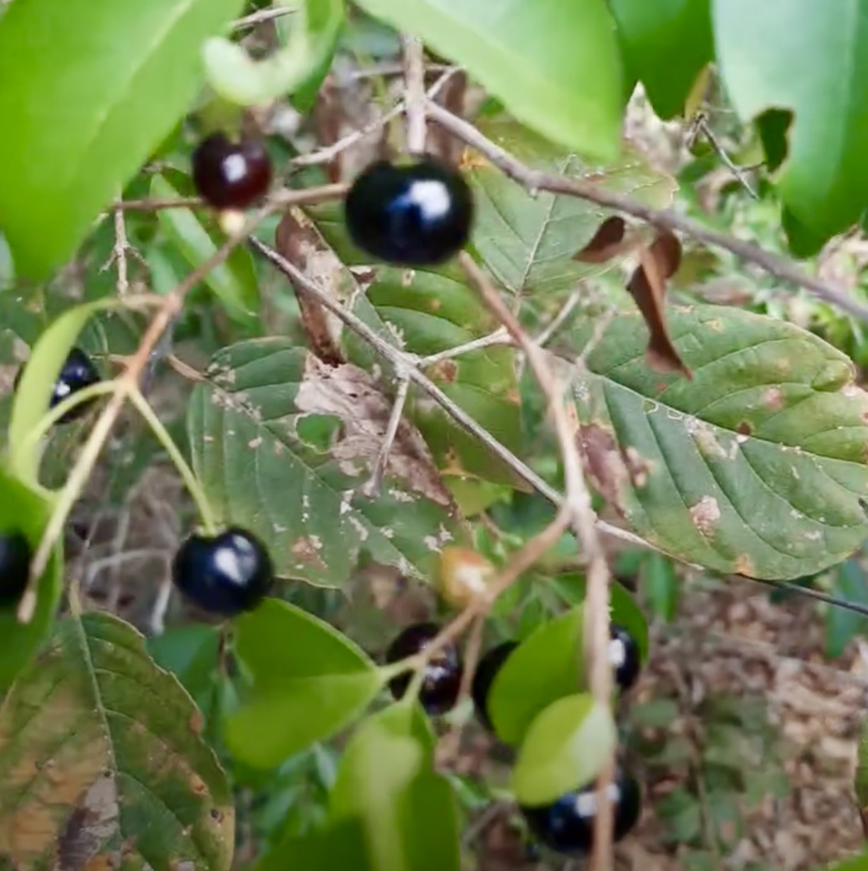only one seedling available - Fruto da Murta (Eugenia gracillima) - 1 small potted seedling / 1 kleiner, getopfter Sämling
