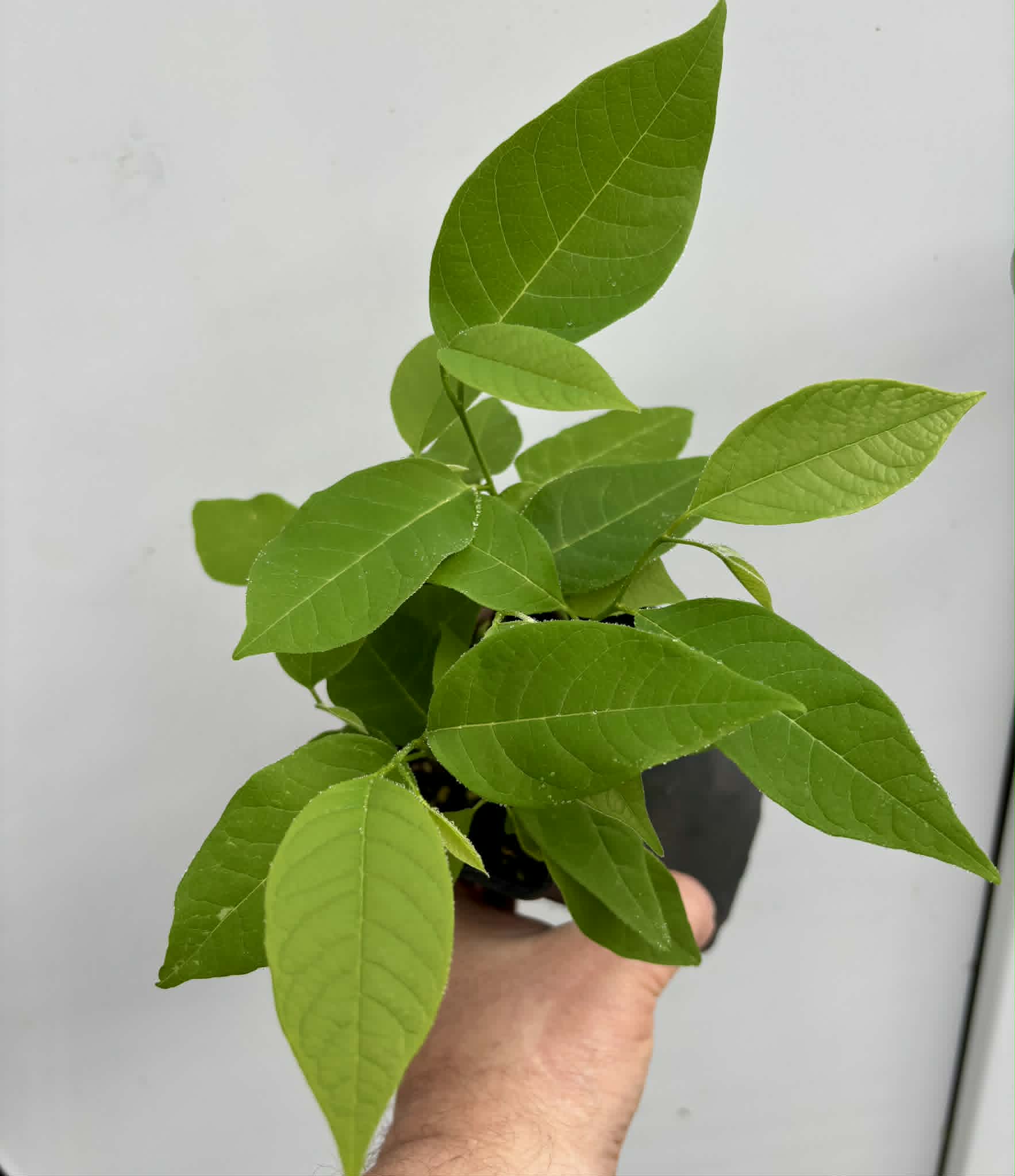 9 in 1 pot - Atemoya Thompson - 9 seedlings in one pot / 10 Sämlinge in einem Topf