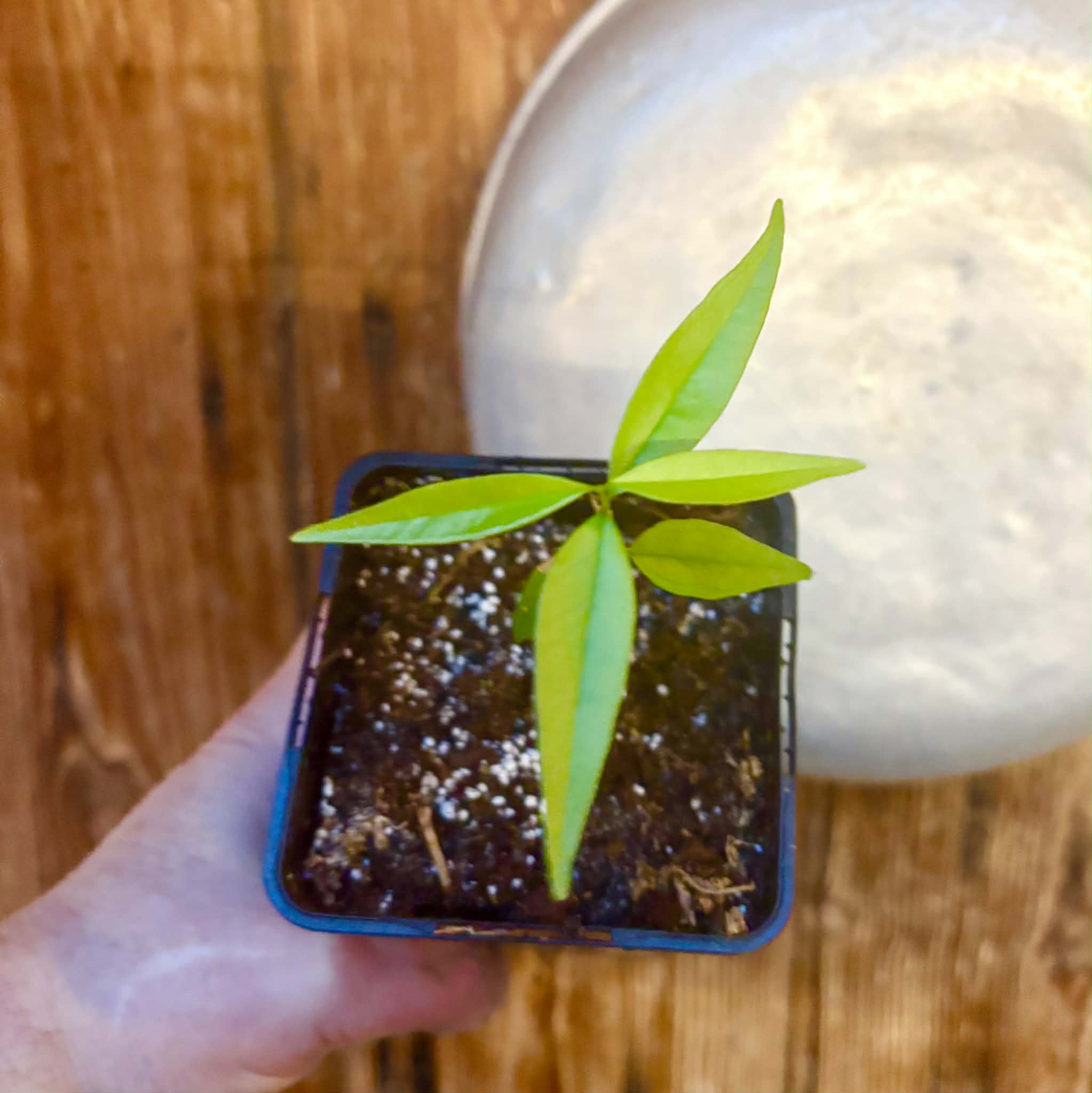 Rainforest Plum (Eugenia candolleana) - 1 potted seedling / 1 getopfter Sämling