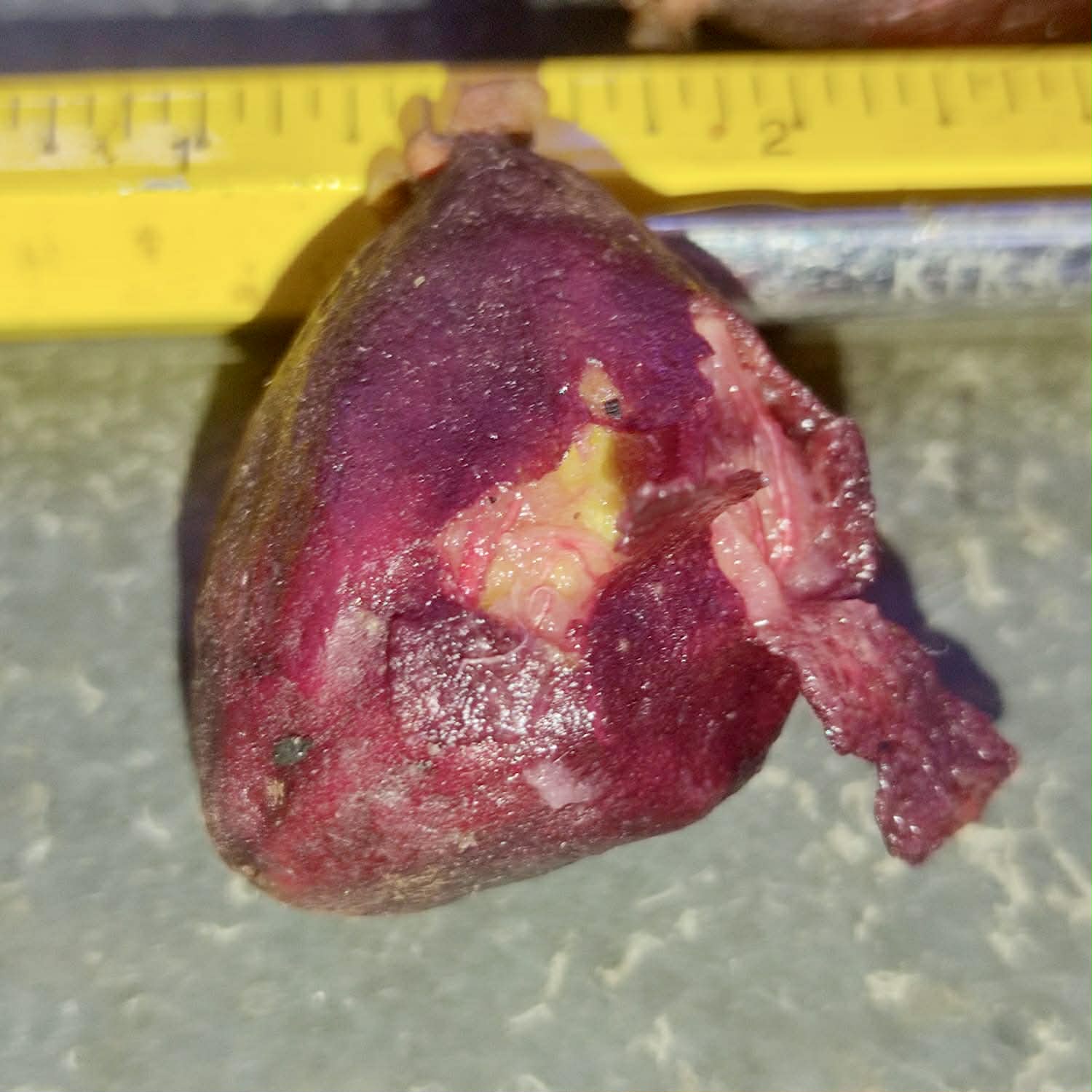 Pre Order - Plinia spiciflora -  1 fresh seed / 1 frischer Samen