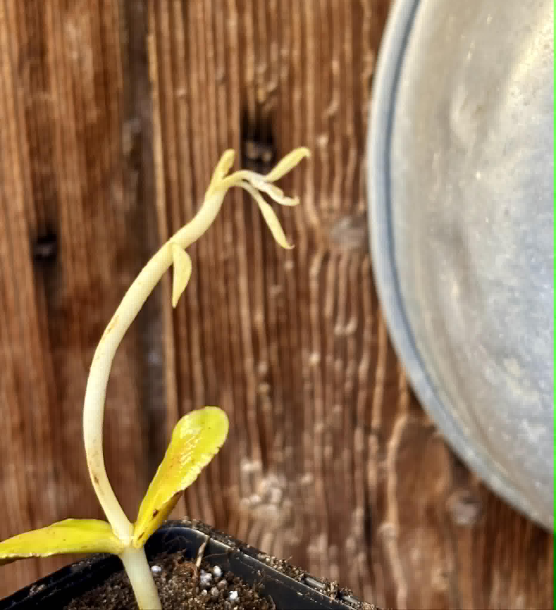 Chrysophyllum sp Abiu Rondonia - 1 potted seedling / 1 getopfter Sämling