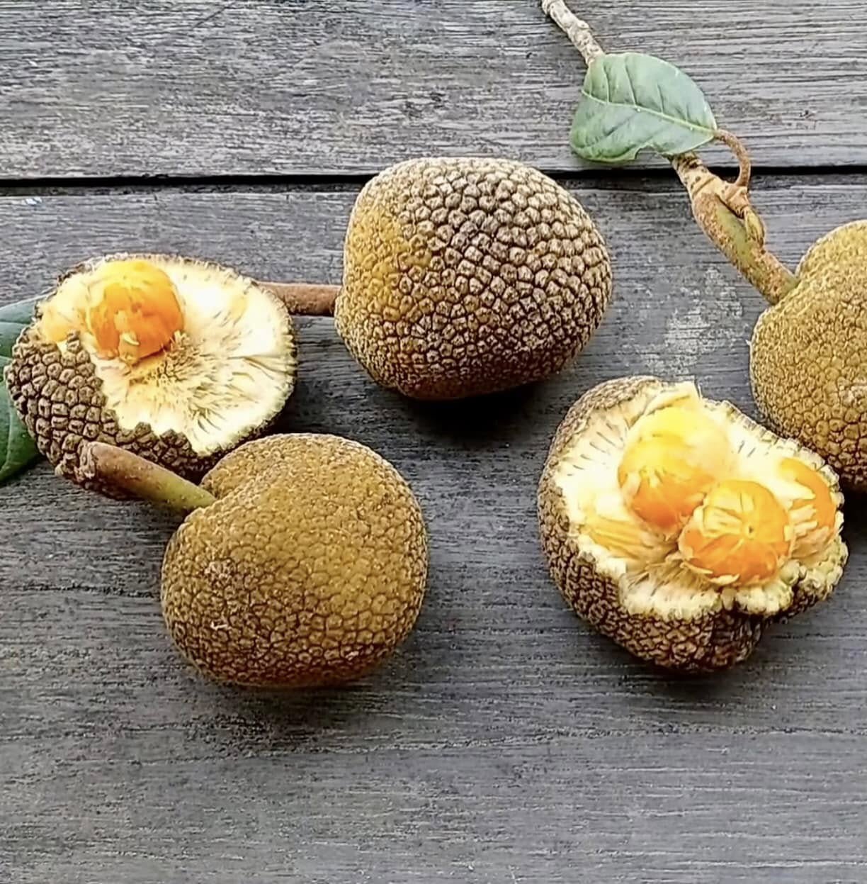 Pre Order - Bondon (Artocarpus brevipedunculatus) - 1 fresh seed / 1 frischer Samen
