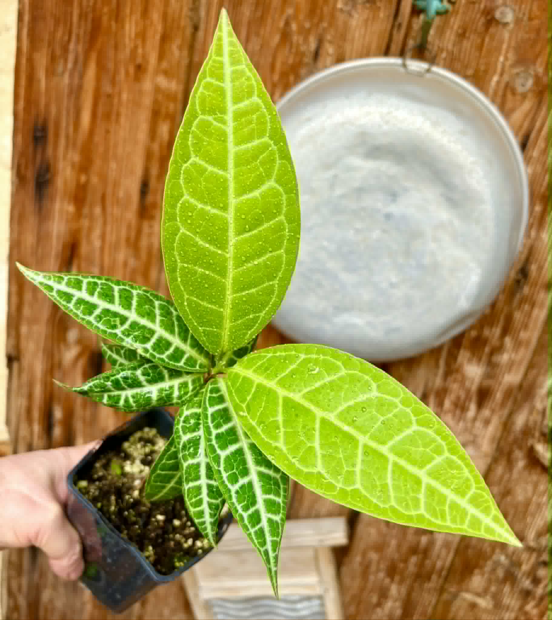 Eugenia sp Labisia -  1 potted plant / 1 getopfte Pflanze