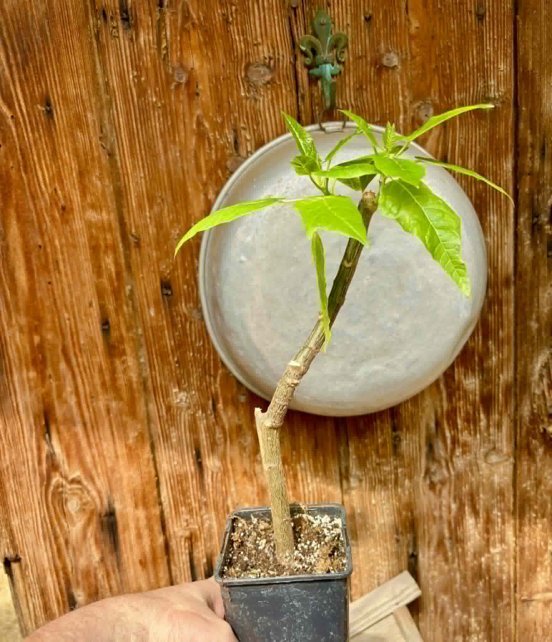 rooted cutting - Oak Leaf Papaya (Vasconcellea quercifolia) - 1 potted plant / 1 getopfte Pflanze