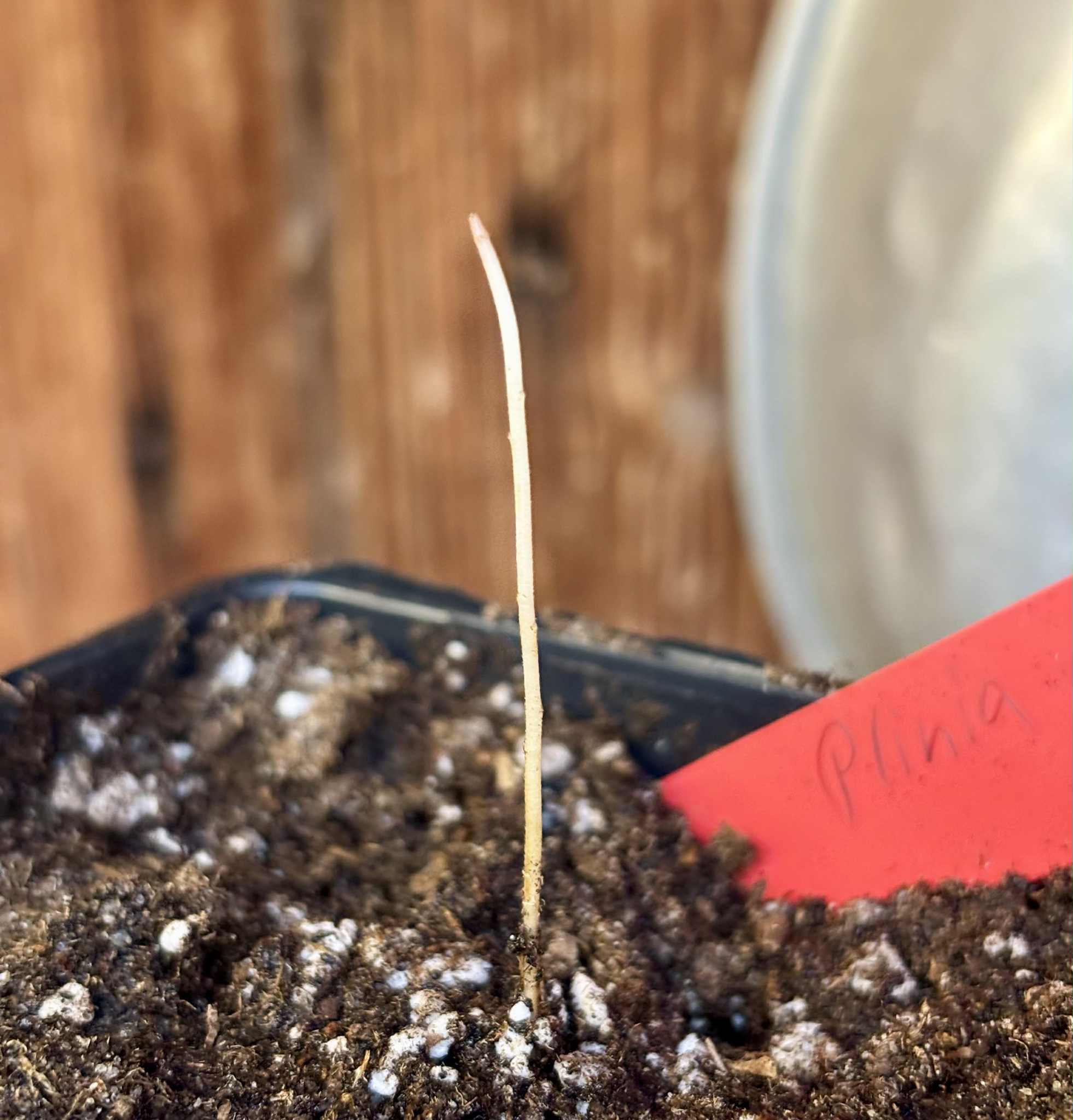 Plinia povedae - 1 potted seedling / 1 getopfter Sämling