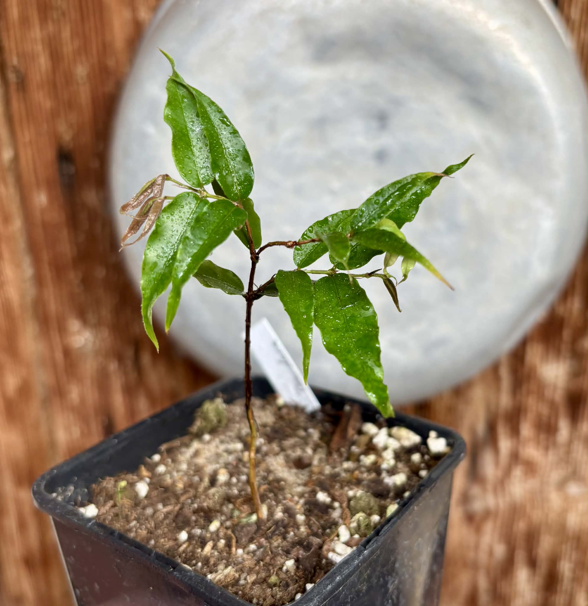 Plinia sp Dandara -  1 potted seedling / 1 getopfter Sämling