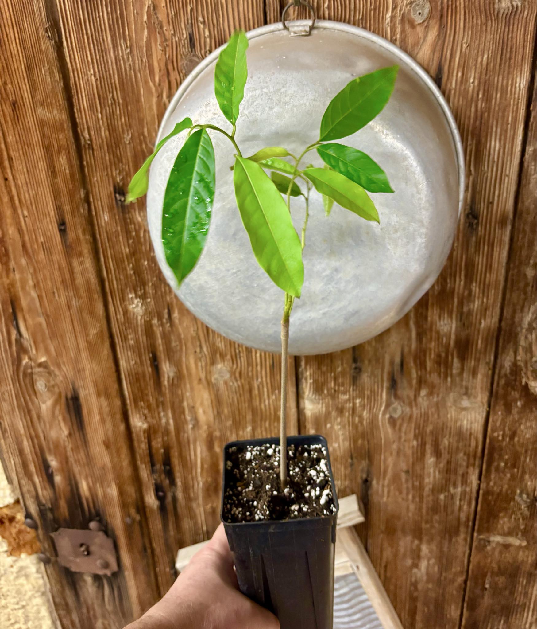 Annona sp. Neles  - 1 potted plant / 1 getopfte Pflanze