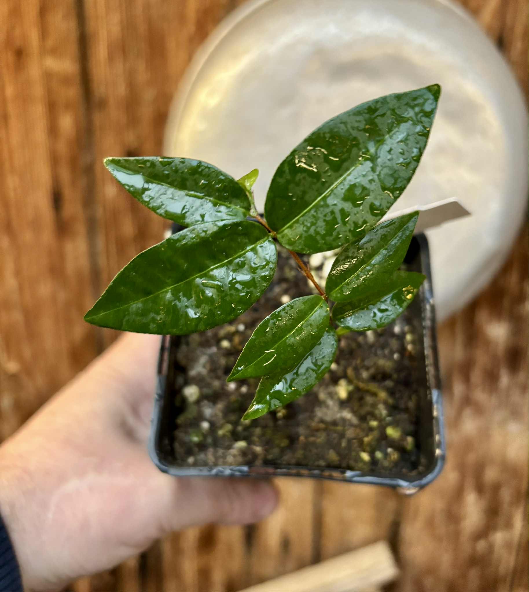 Neomitranthes obscura - 1 potted seedling/ 1 getopfter Sämling