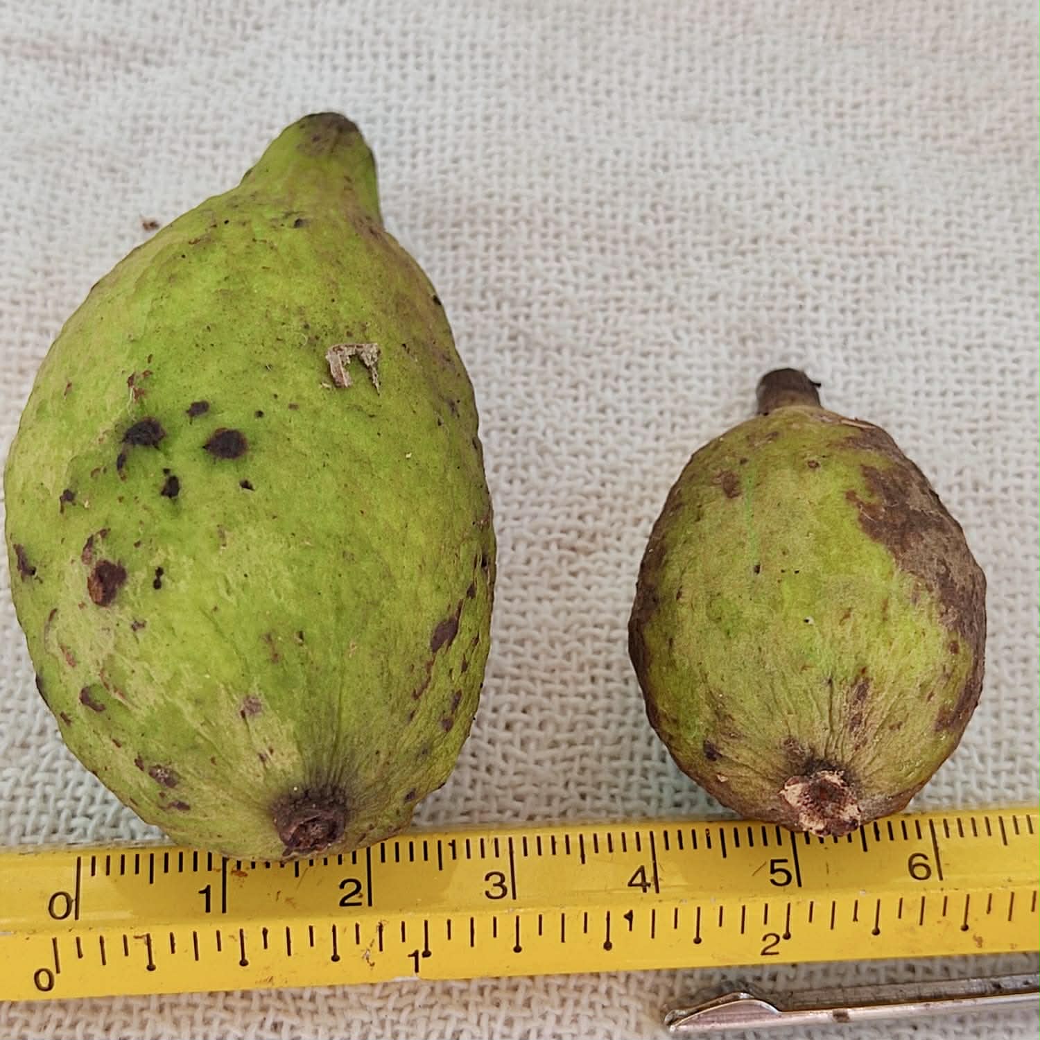 only 10 seeds - Pre Order - Eugenia sp Bananinha - 1 fresh seed / 1 frischer Samen