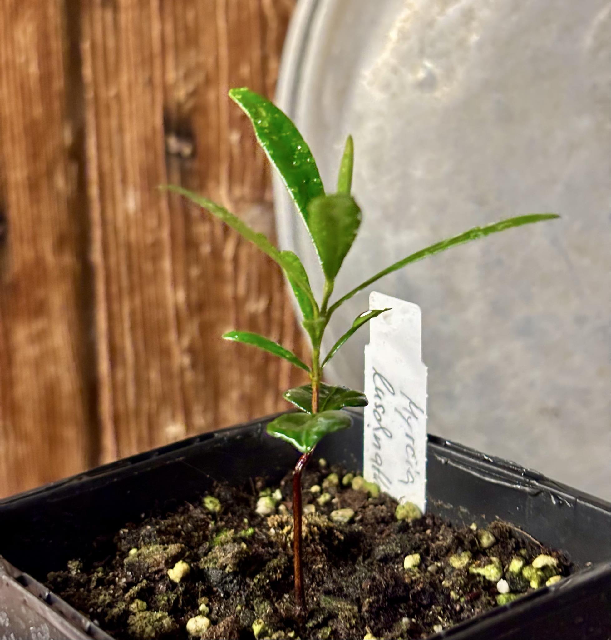 Myrcia luschnathiana -  1 potted seedling / 1 getopfter Sämling