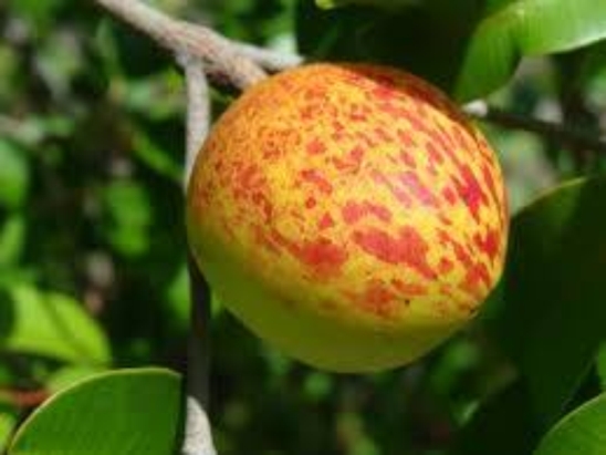 Mangaba (Hancornia speciosa) - 1 fresh seed / 1 frischer Samen