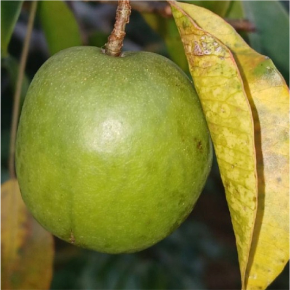 Pre Order - Umbu (Spondias tuberosa) -  1 fresh seed / 1 frischer Samen