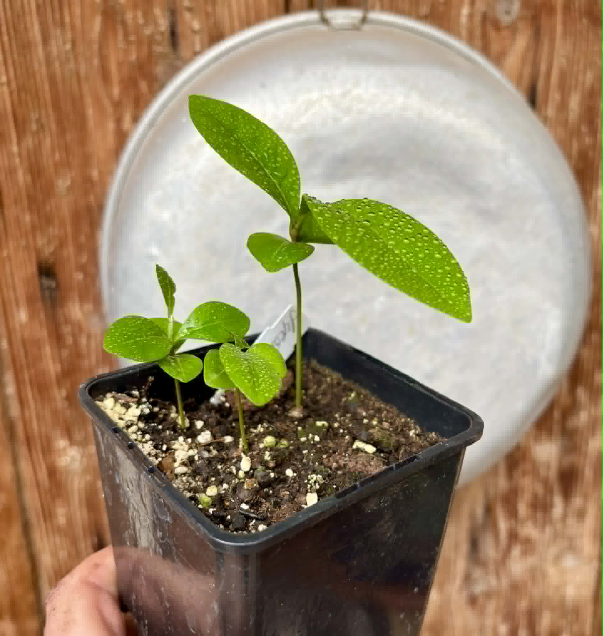 3 in 1 pot - Glycosmis pentaphylla - Orangeberry -  3 potted seedlings in one pot / 3 getopfte Sämlinge in einem Topf