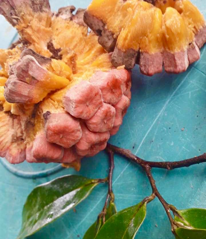 Duguetia marcgraviana  - 1 fresh seed / 1 frischer Samen