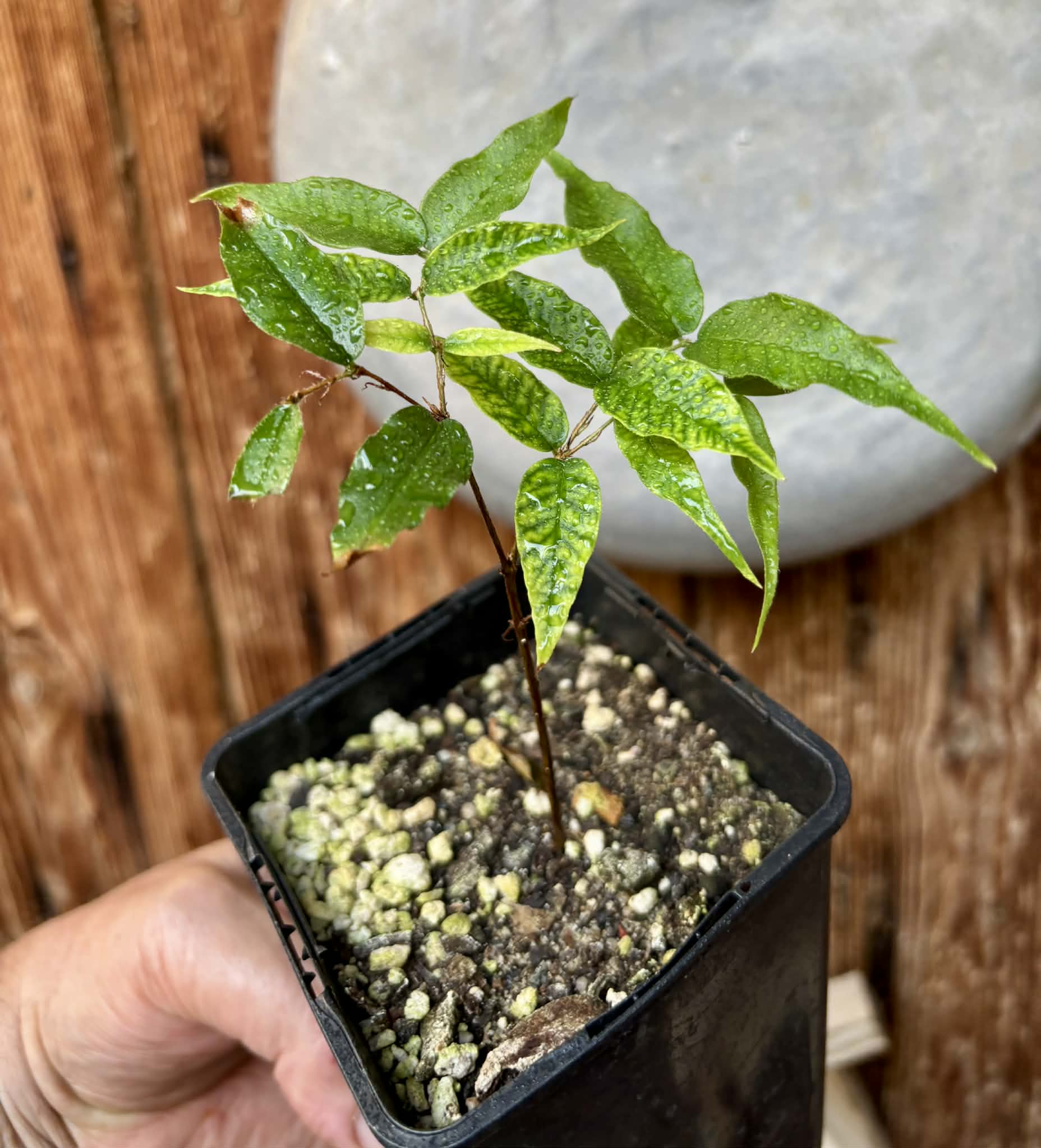 Jaboticaba - Plinia sp Rajada Cabo longo verde -  1 small potted seedling / 1 kleiner, getopfter Sämling