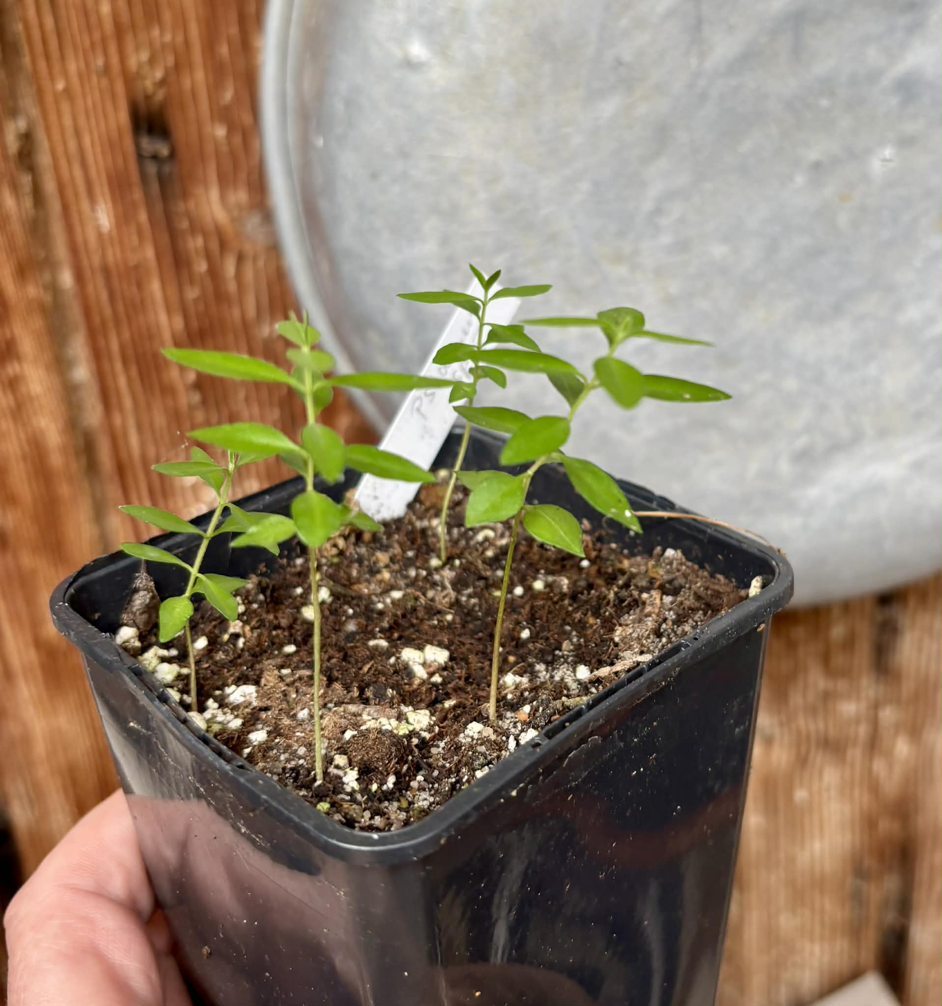 4 in 1 pot - Psidium sp. Caetité   - 4 seedlings in one pot / 4 Sämlinge in einem Topf