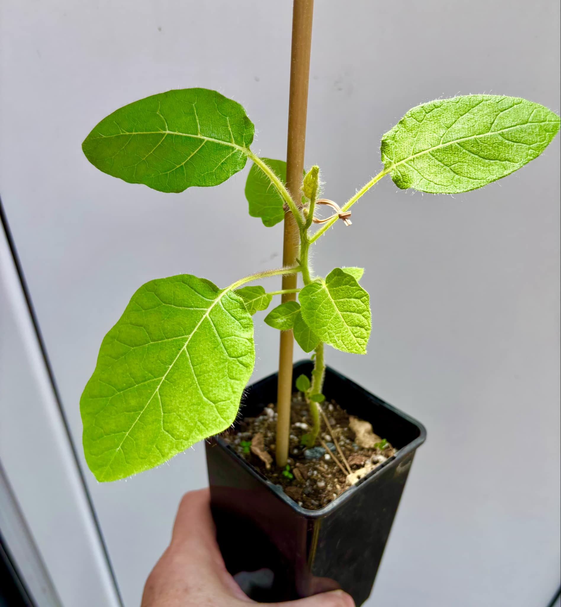 Solanum vestissimum - 1 potted plant / 1 getopfte Pflanze Solanum vestissimum - 1 potted plant / 1 getopfte Pflanze