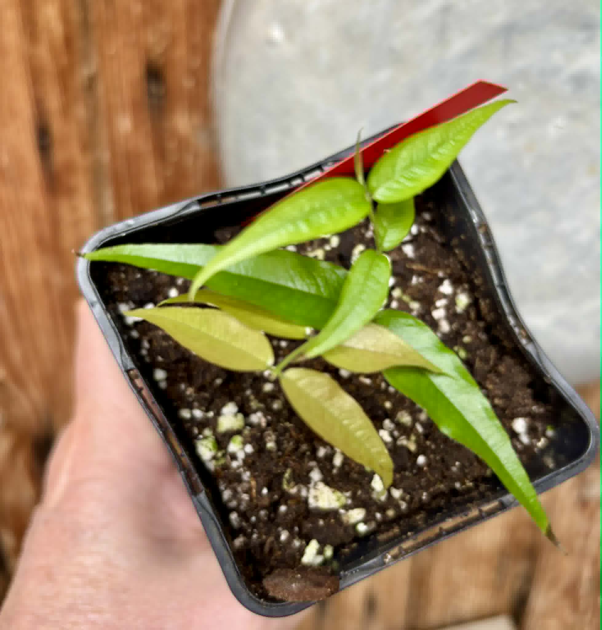 Plinia sp. Listrada - 1 potted seedling / 1 getopfter Sämling