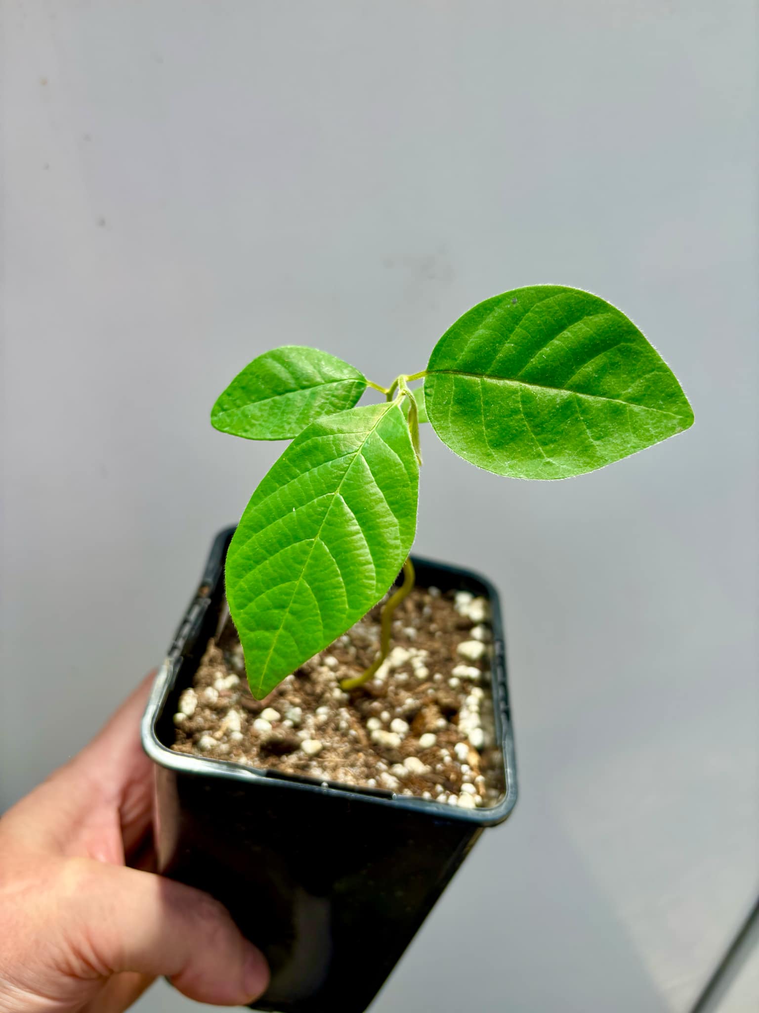 Annona sylvatica - 1 potted plant / 1 getopfte Pflanze