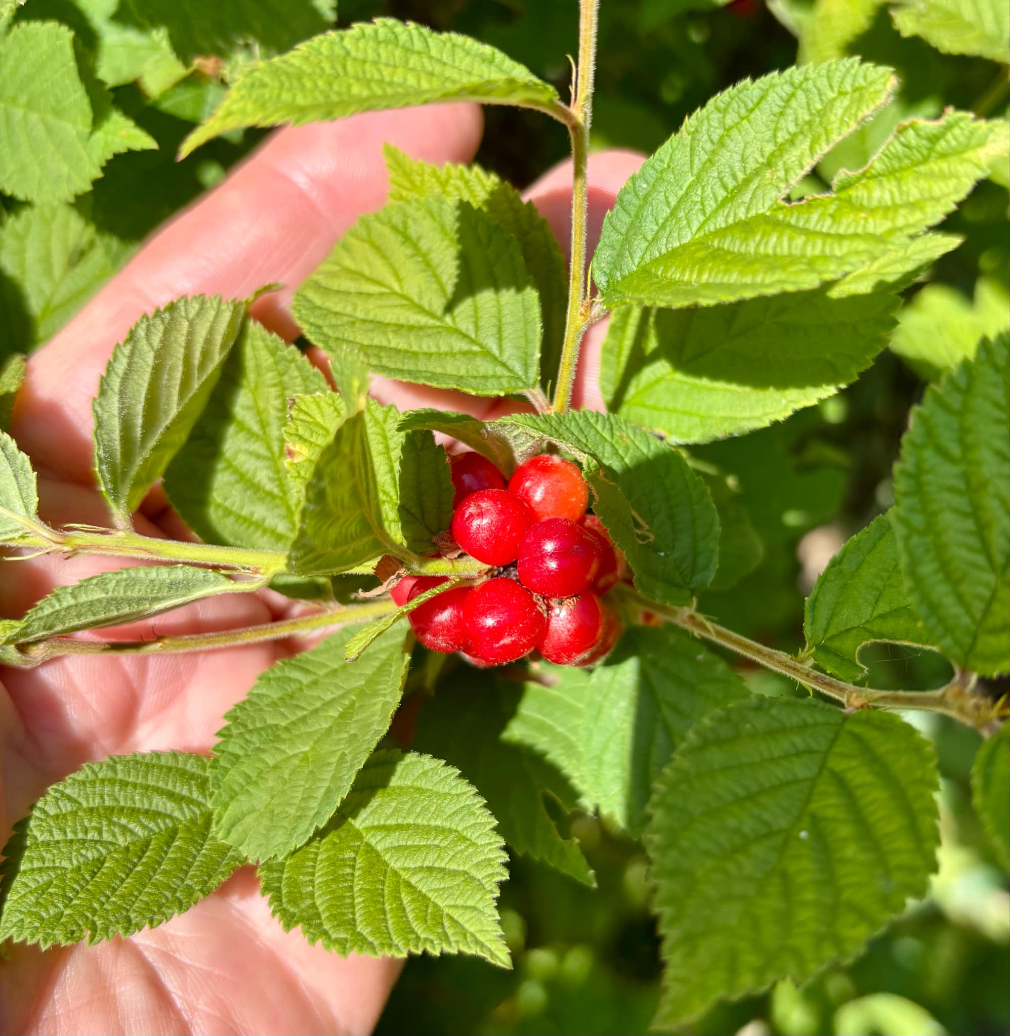 Red Nanjing Cherry (Prunus tomentosa) - 10 fresh seeds / 10 frische Samen