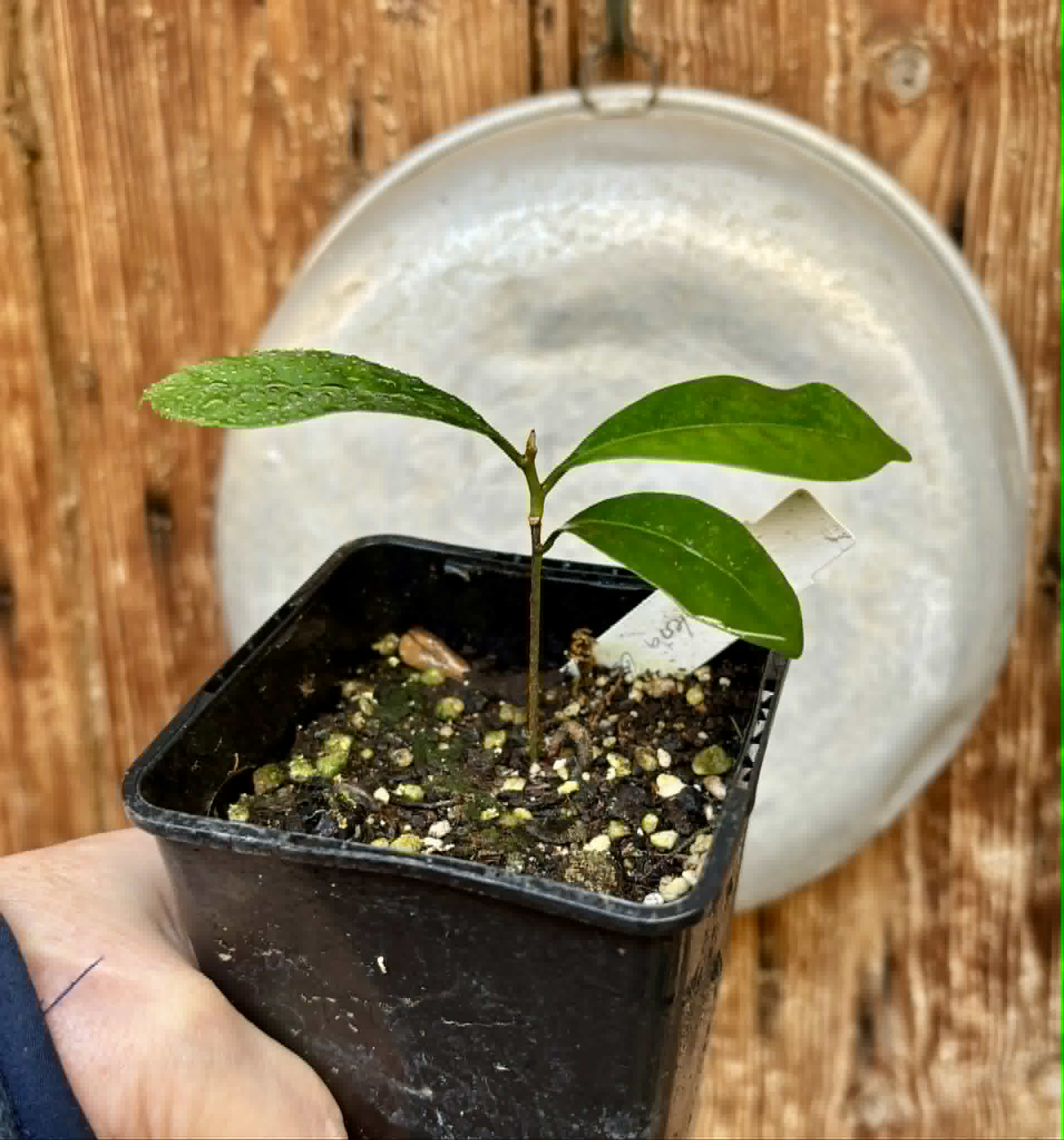 Pouteria bangii - 1 potted plant / 1 getopfte Pflanze