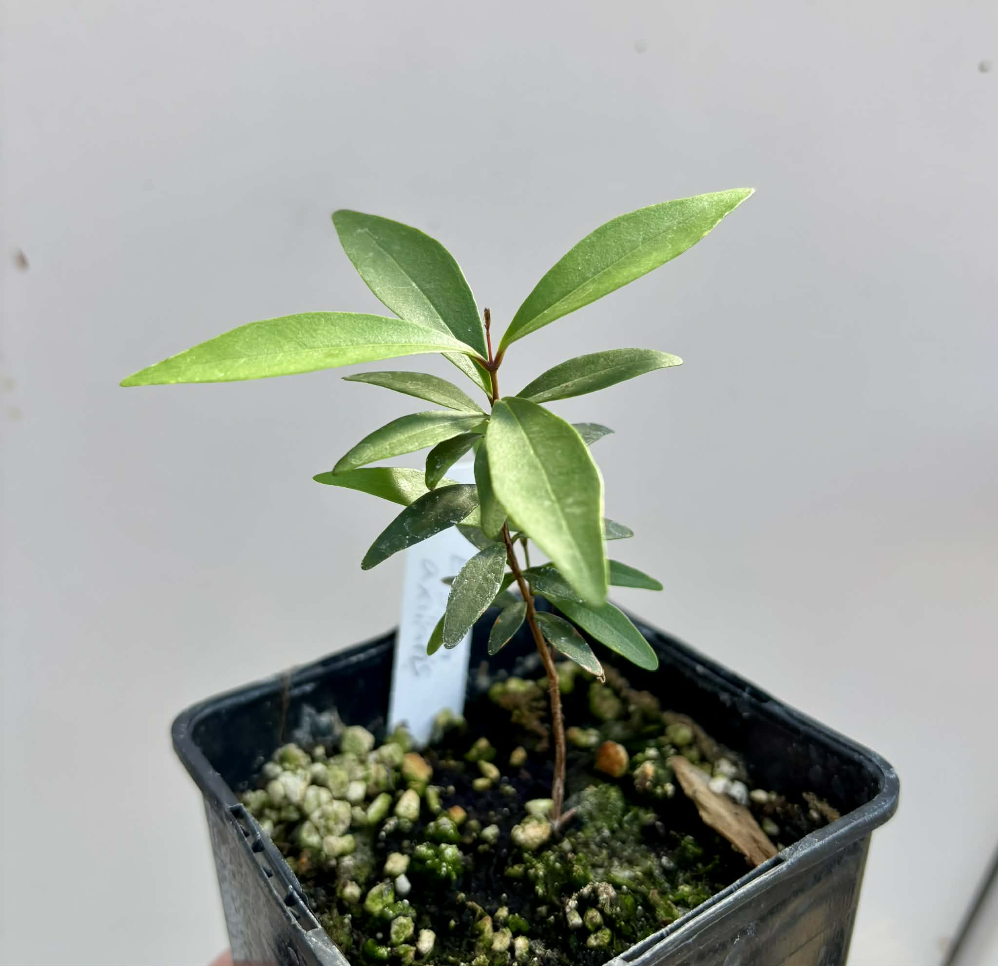  Eugenia axillaris  - White Stopper - 1 potted seedling / 1 getopfter Sämling