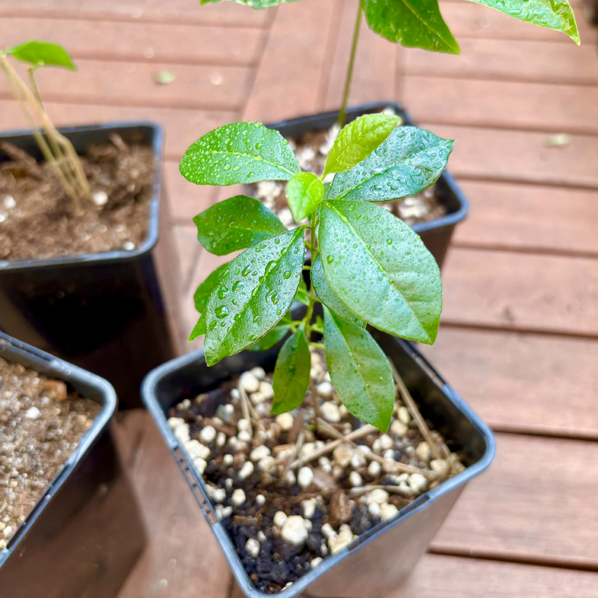 Collection of 5 exotic fruit plants for beginners  -  5 different potted plants / 5 verschiedene, getopfte Pflanzen