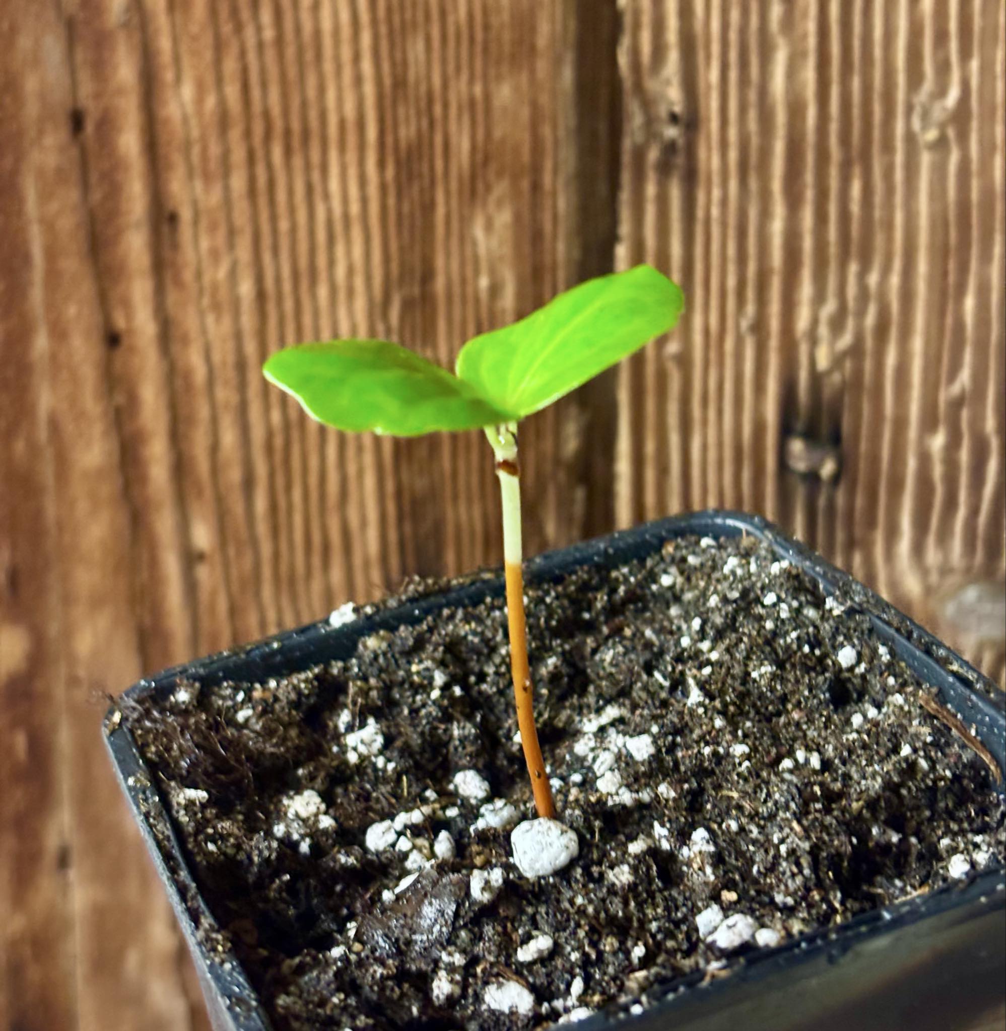 Strychnos pseudoquina - 1 potted seedling / 1 getopfter Sämling