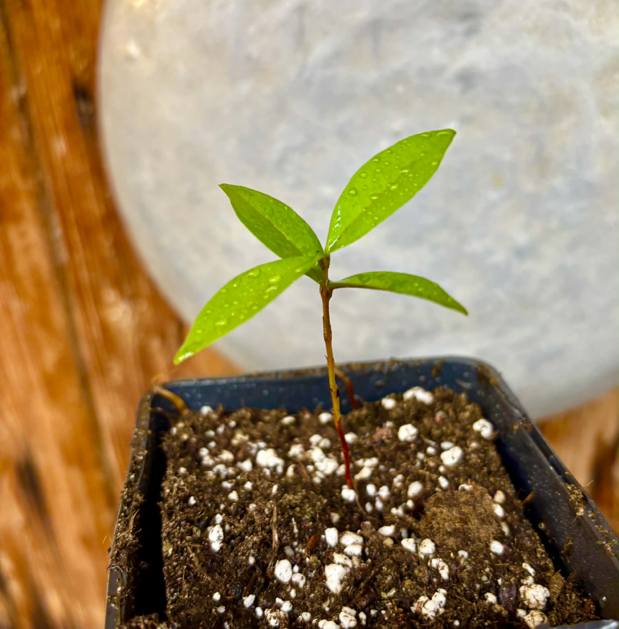 Eugenia sp Roxa do Rio - 1 potted seedling / 1 getopfter Sämling