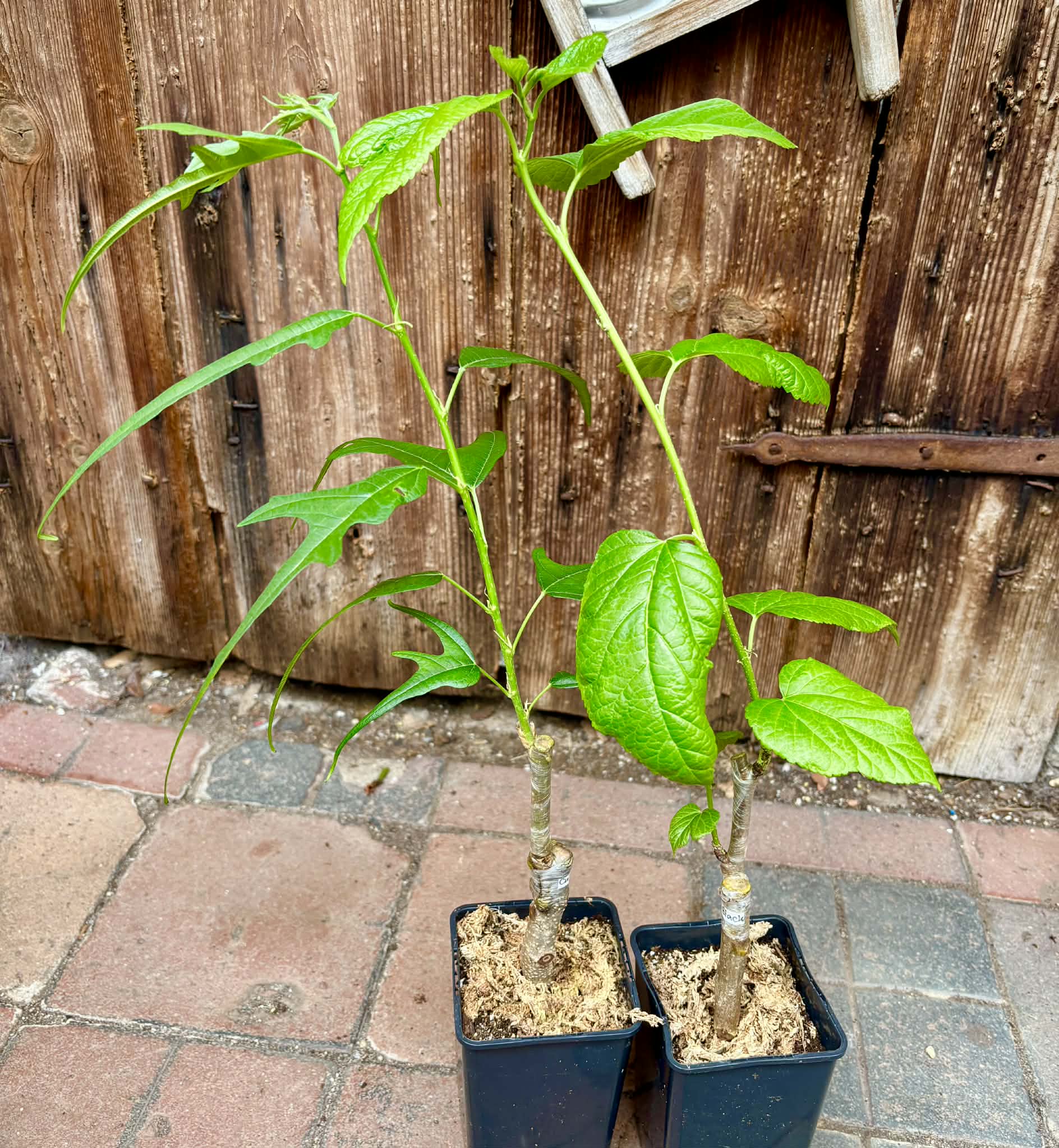 2 plants!  Australian Black + Chicken Claw - 2 grafted, potted plants / 2 veredelte, getopfte Pflanzen